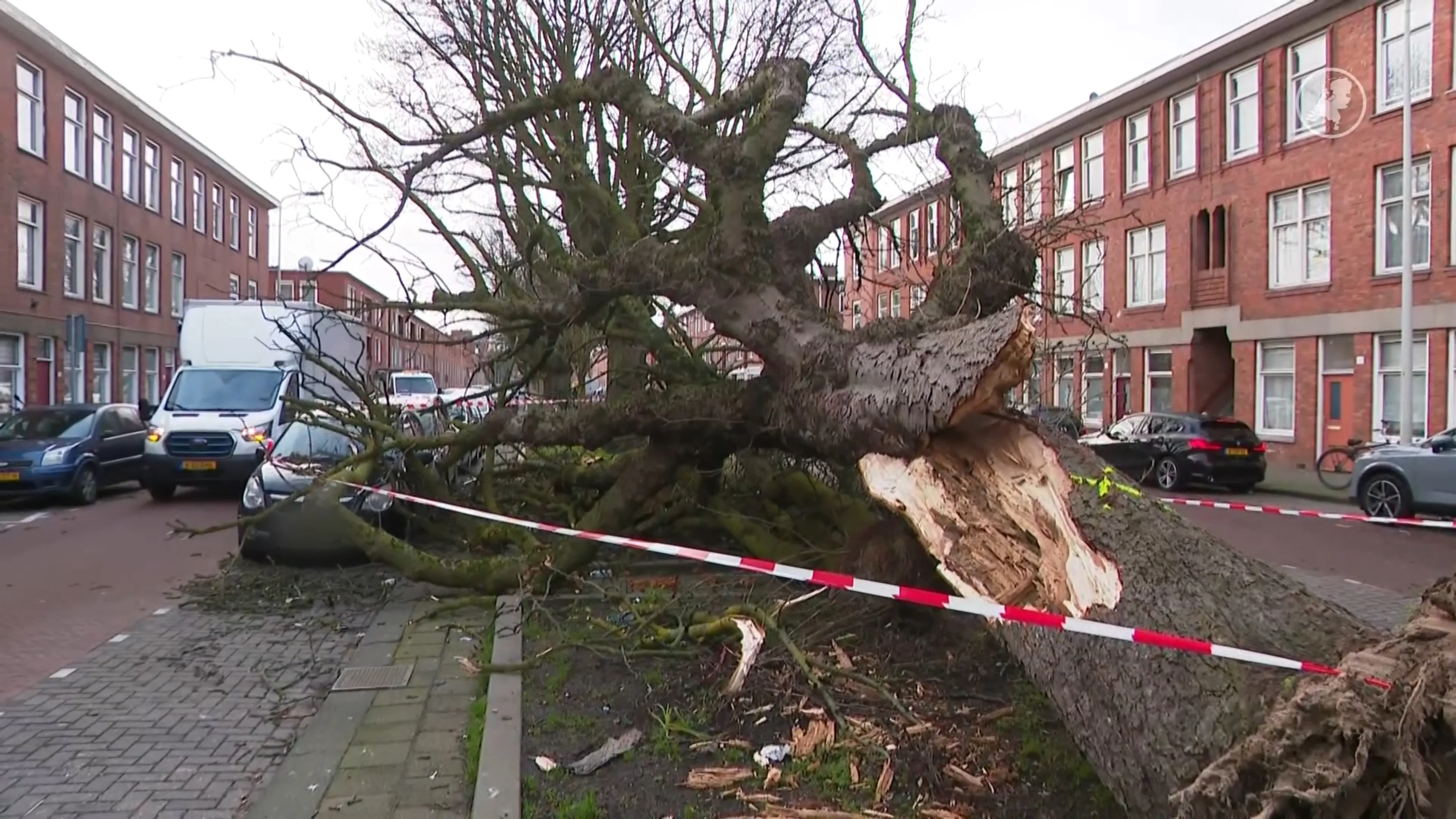 Bomen omgevallen in Katwijk en Den Haag, flinke schade