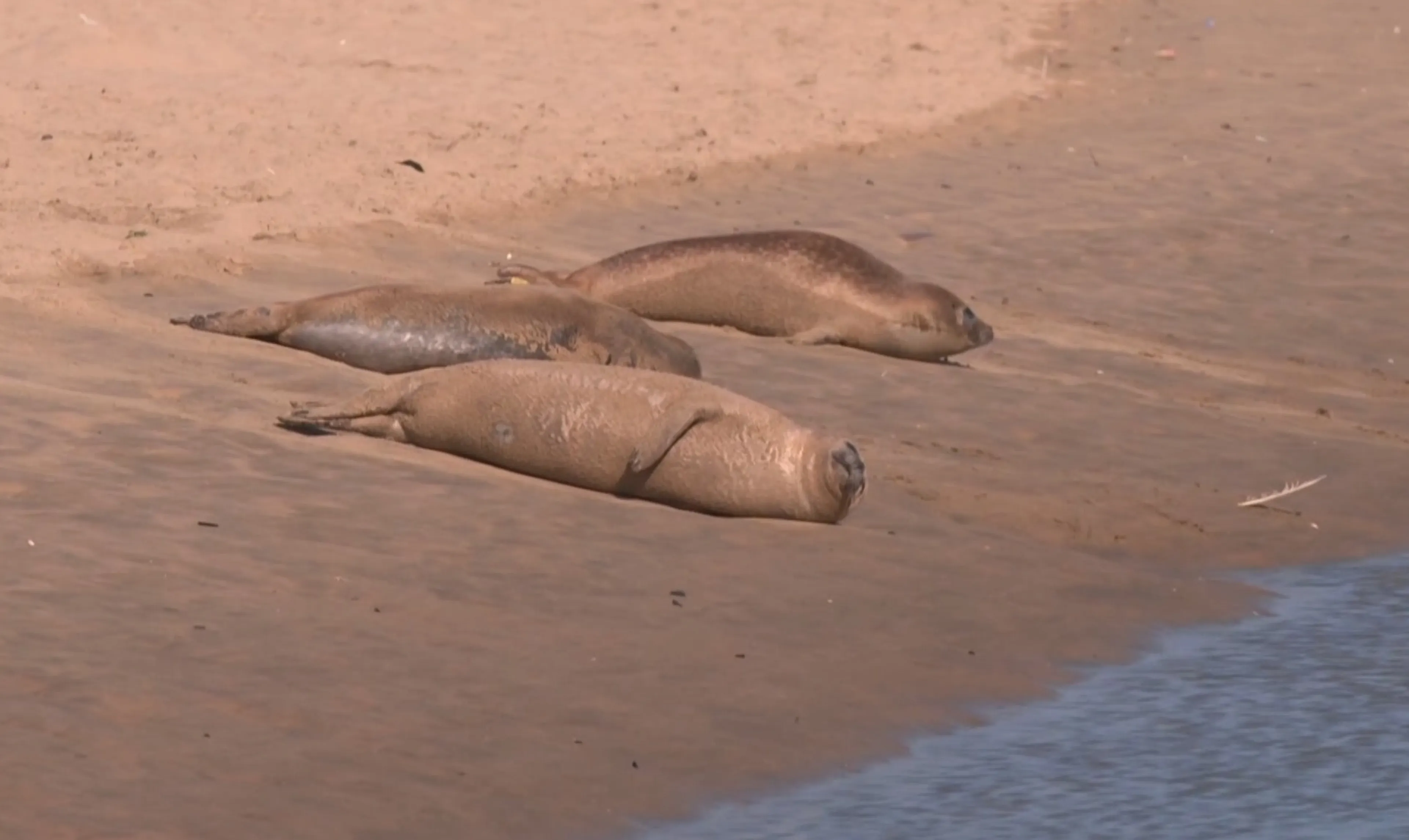 Zeehonden op strand Katwijk, maar pas op: ze kunnen hard bijten