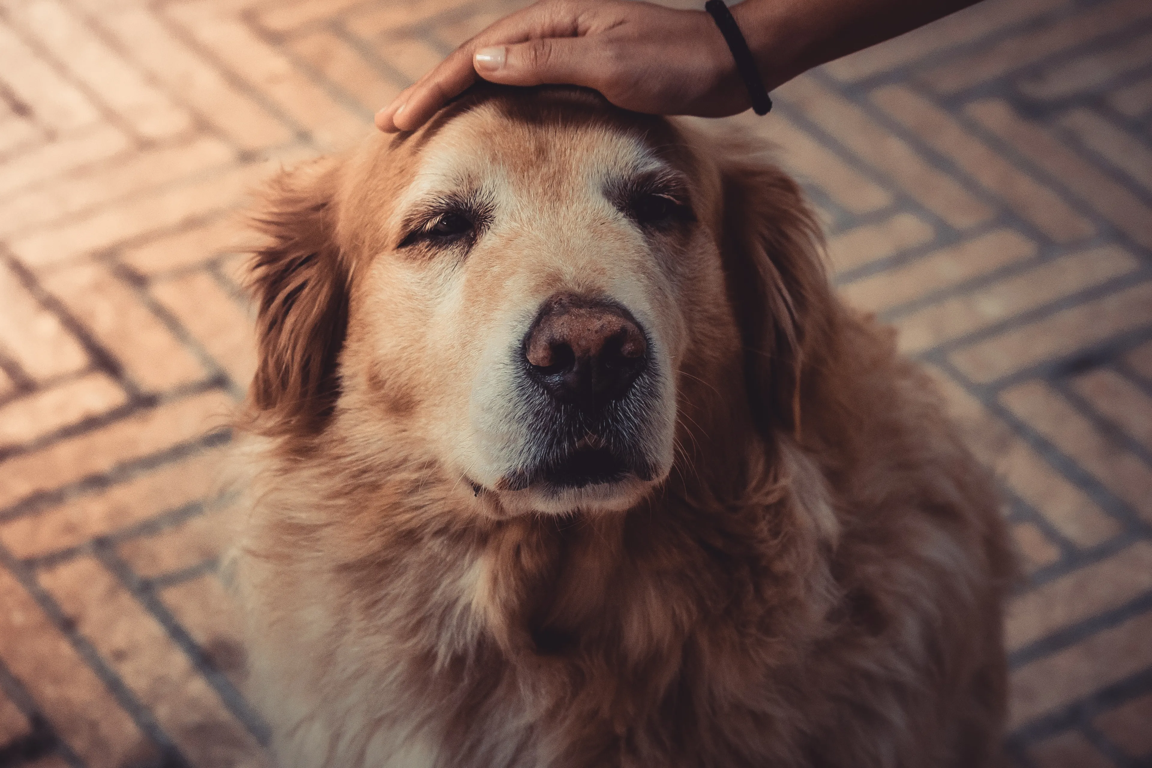 Twee 'met geweld omgebrachte' honden gedumpt in Schinveld