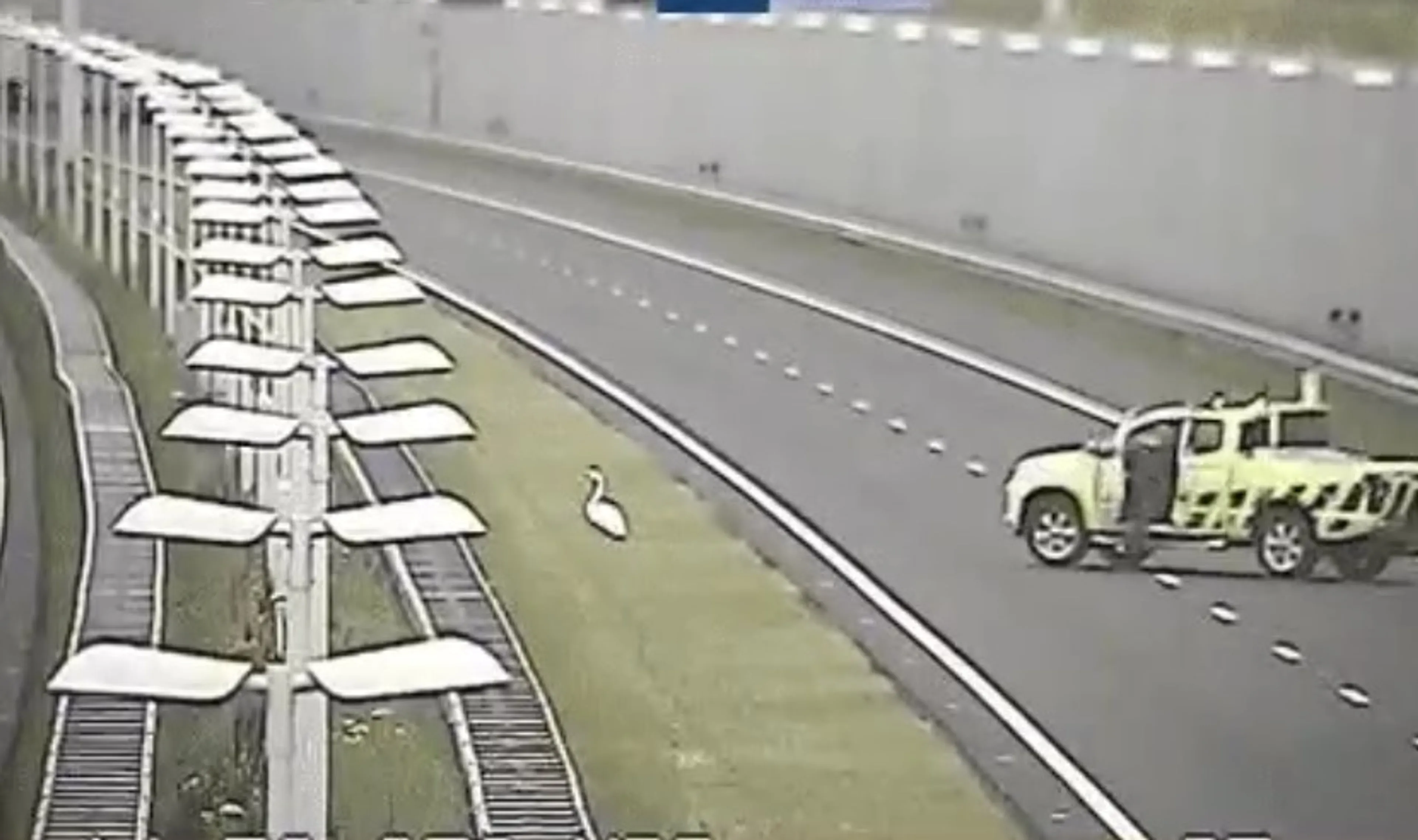 Weginspecteur en politieagent hebben handen vol aan zwaan op snelweg