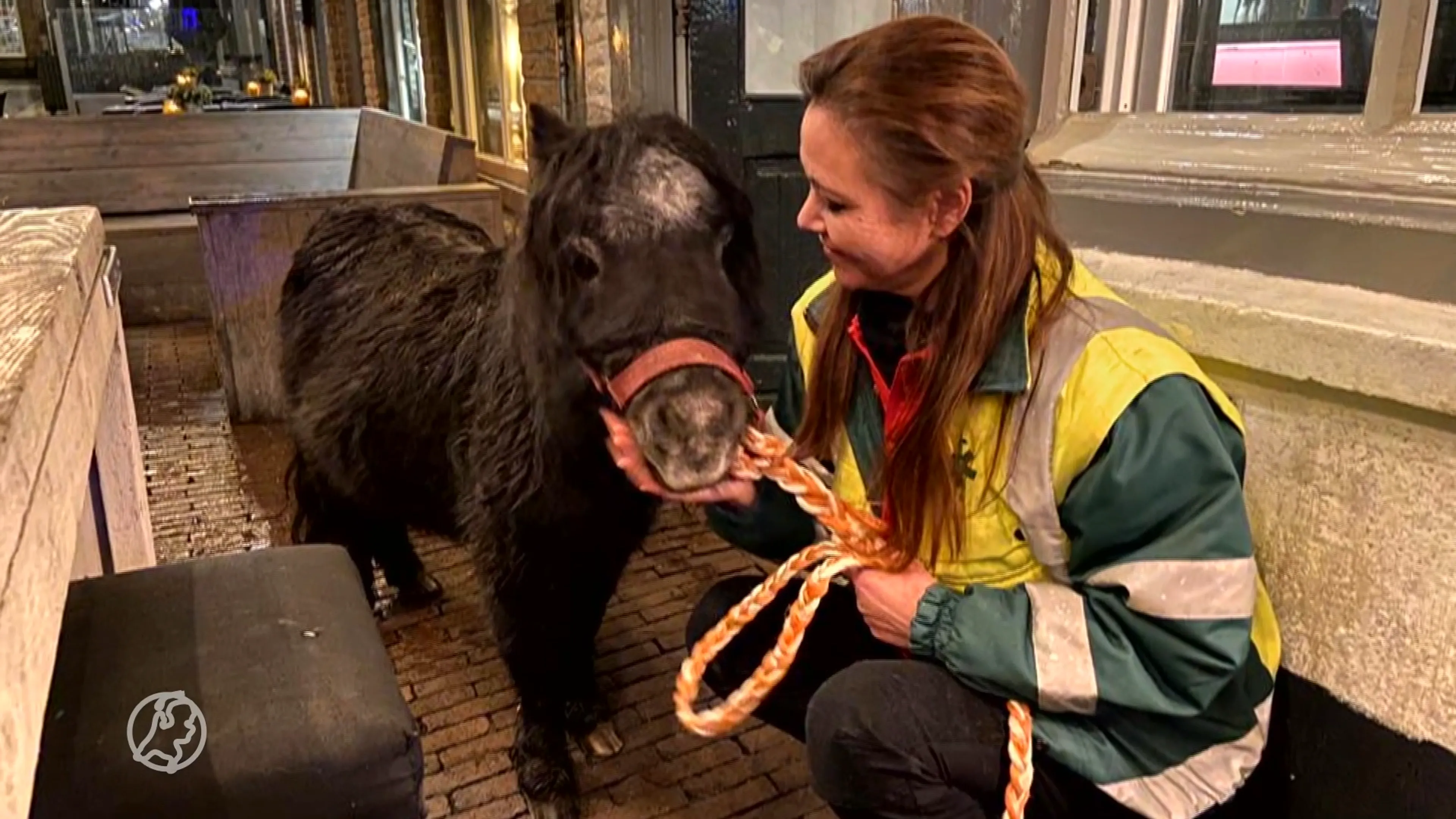 Geen gevolgen voor raadslid dat pony achterliet, wel 'periode van bezinning'