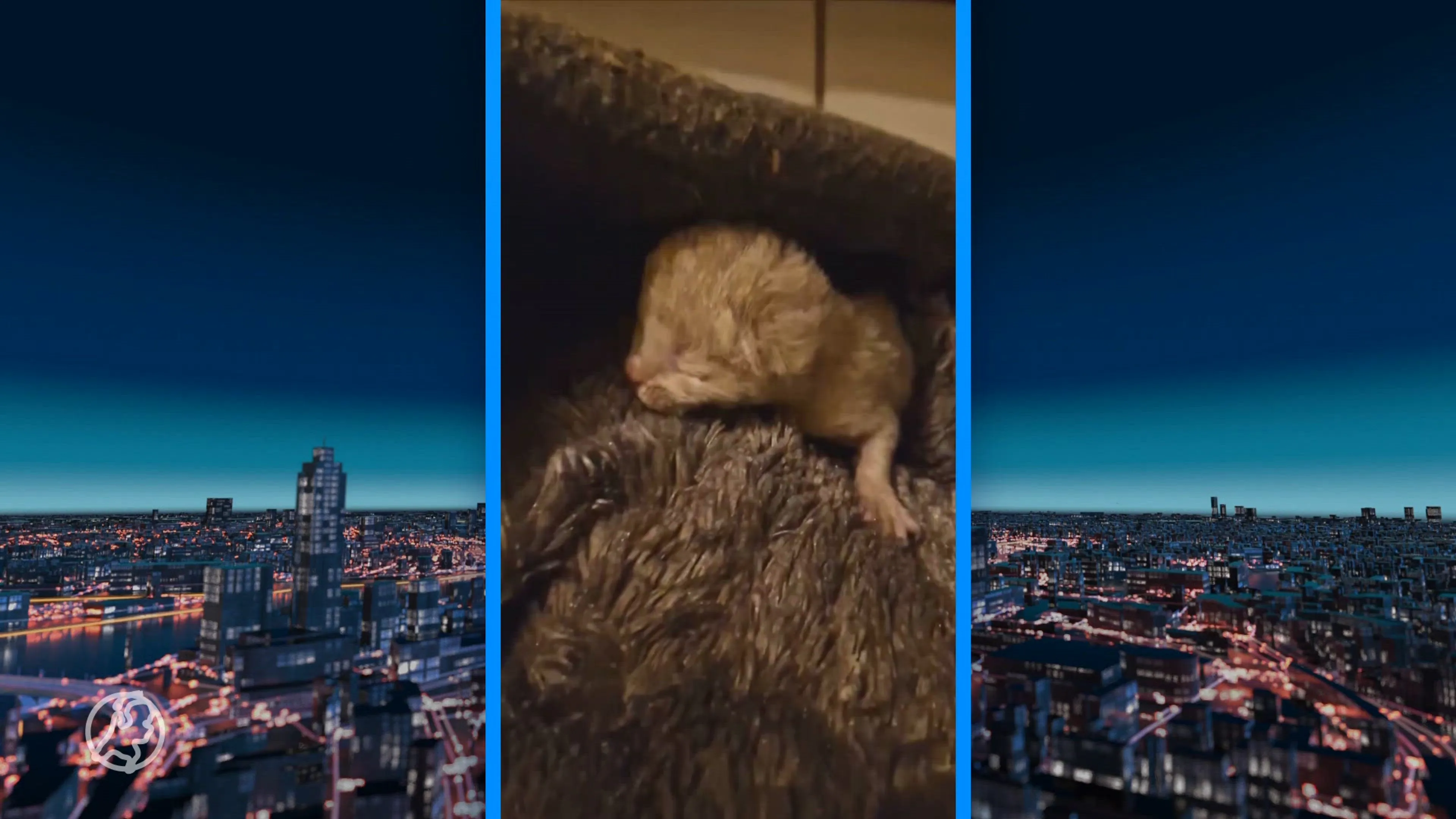 Kitten van een paar dagen oud overleden na dumping in ondergrondse container