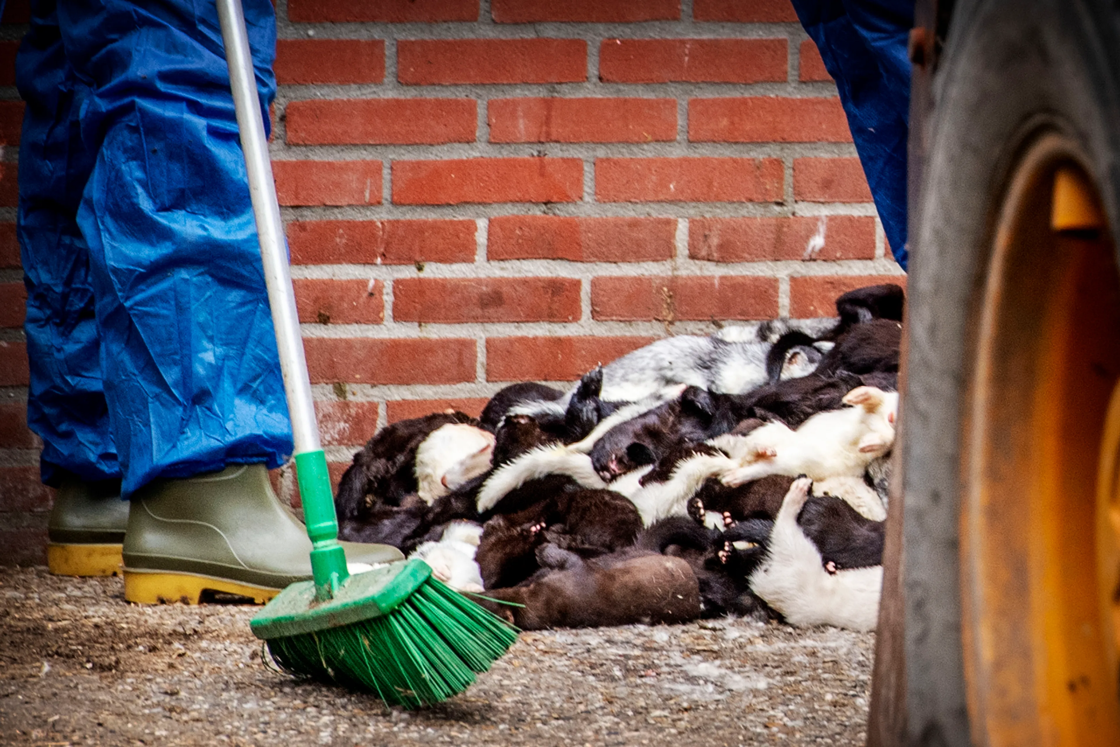 Opnieuw coronabesmetting op nertsenfokkerij, 3500 dieren geruimd