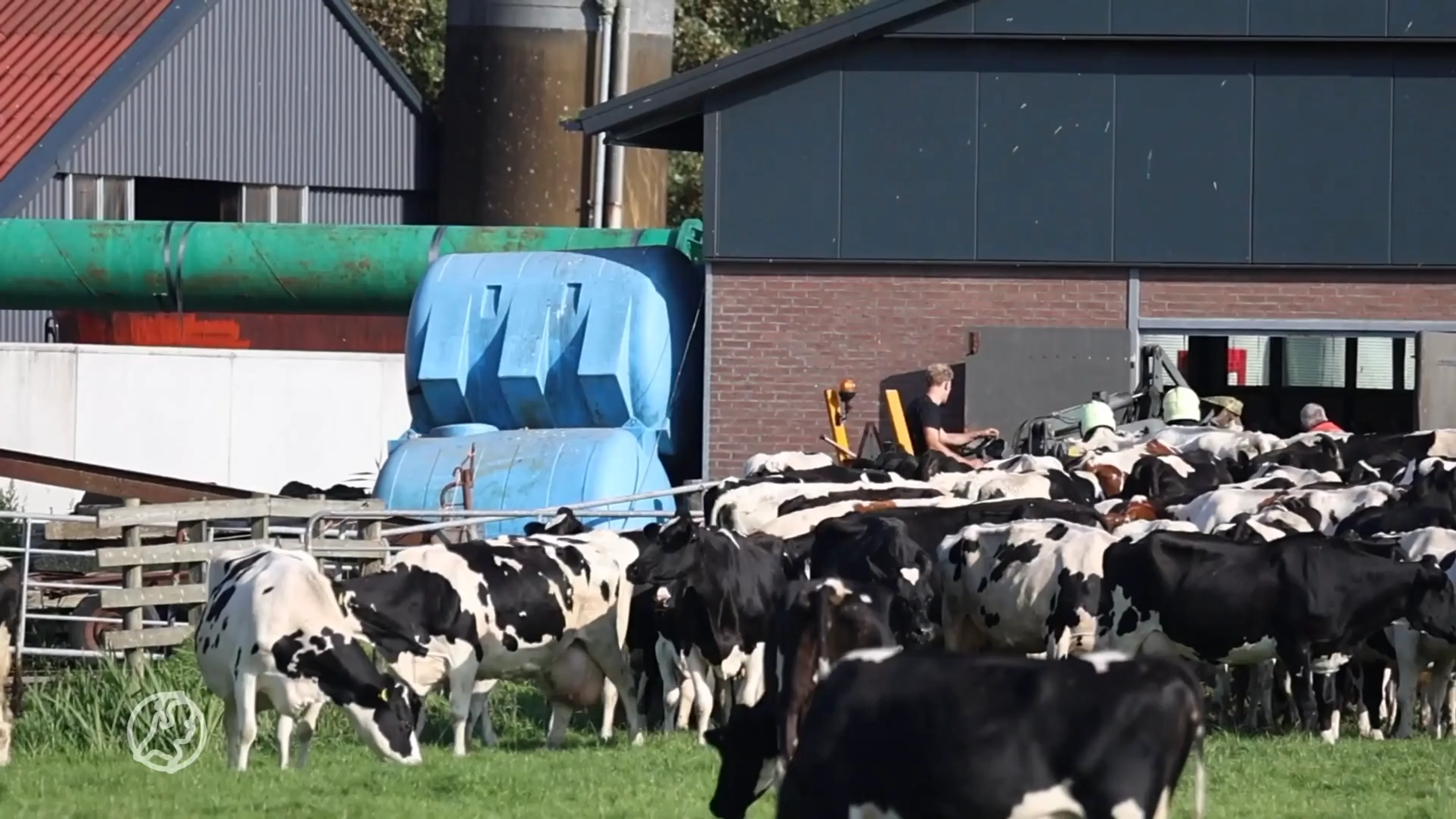Boer bedwelmd en drie koeien dood door giftige gassen na mestmixen