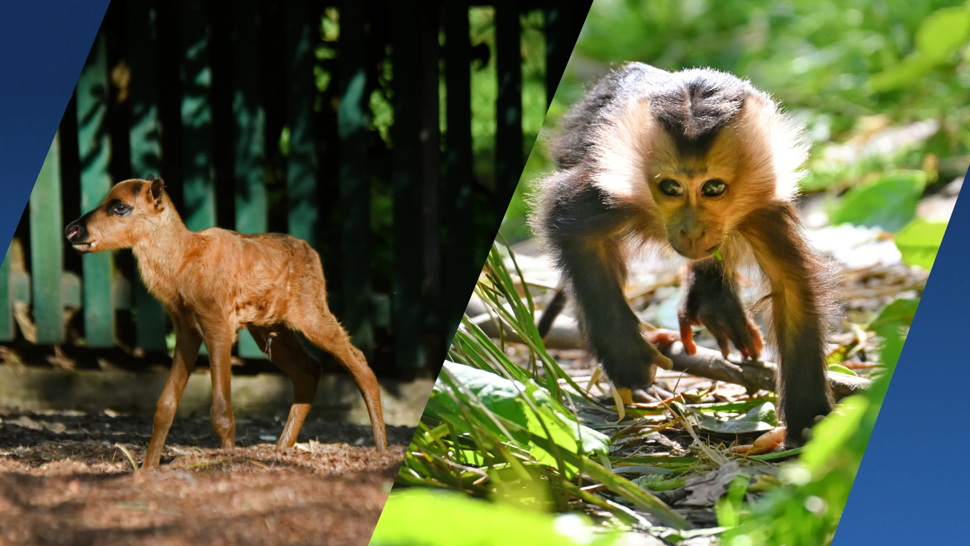 Dubbelfeest in Blijdorp: baardaapje én bosrendier geboren, direct te zien