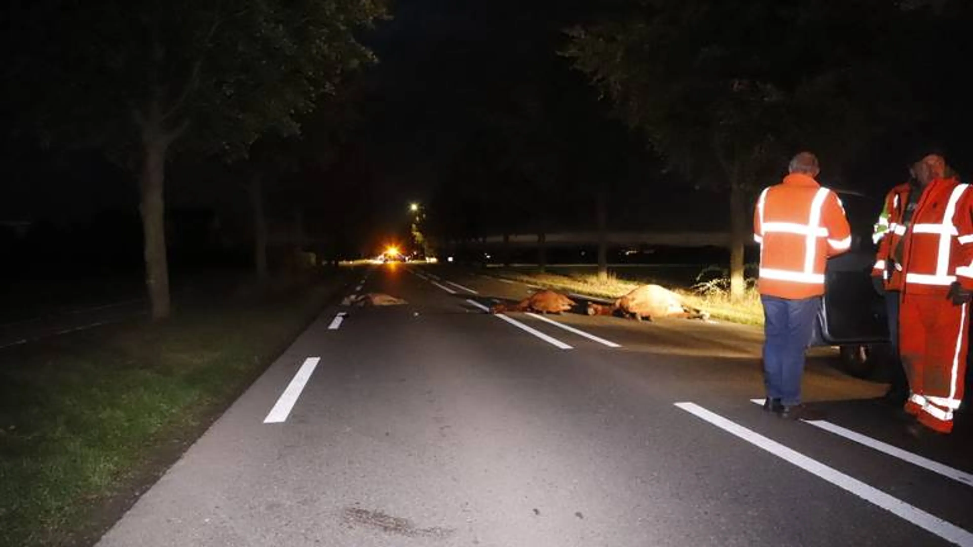 Drie loslopende pony's doodgereden bij Oeffelt