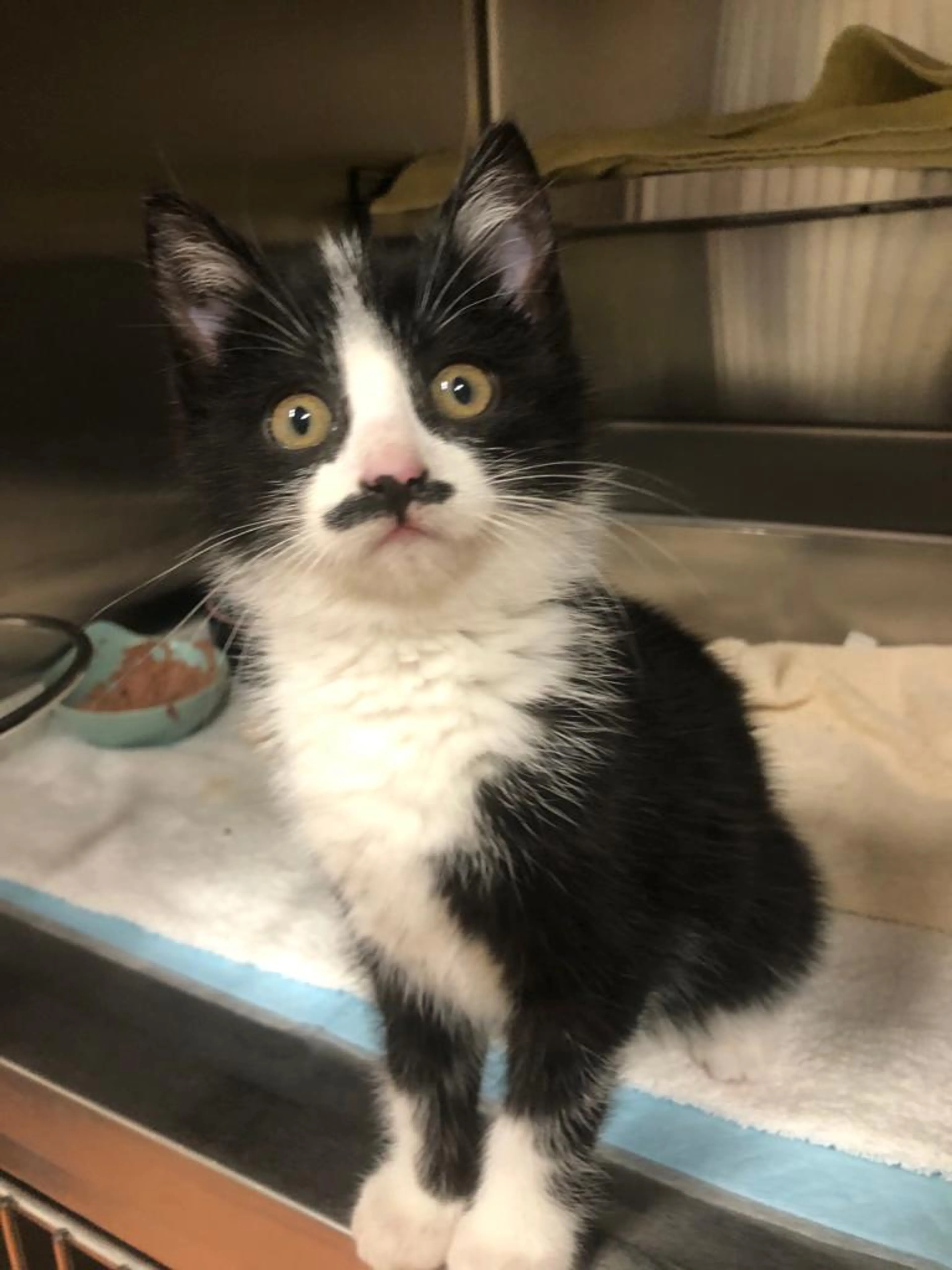 Kitten Dolfje met opvallend zwart 'snorretje' gedumpt in doos in Amsterdam
