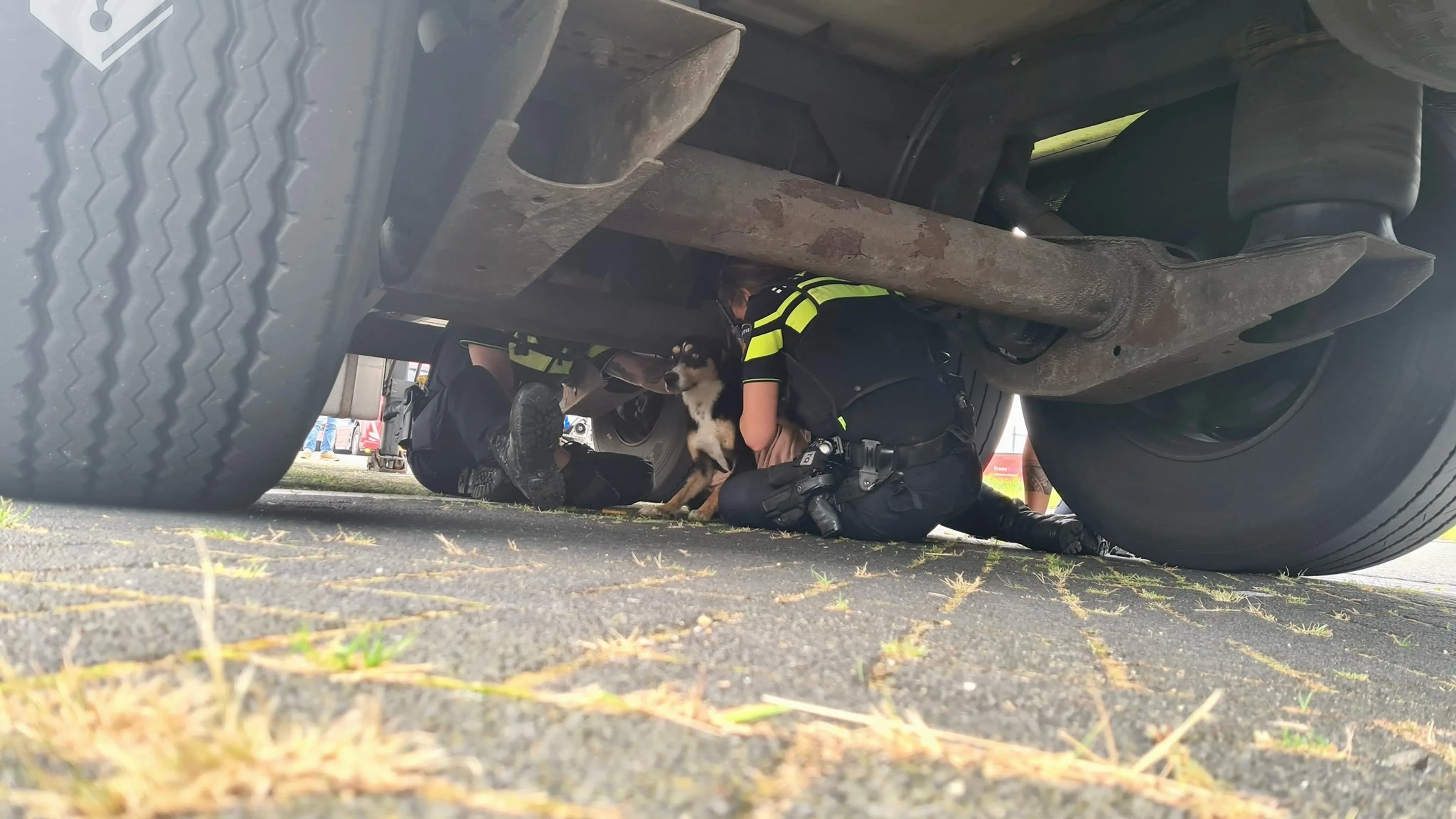 Politieagenten vangen hondje dat snelweg A12 dreigde op te rennen