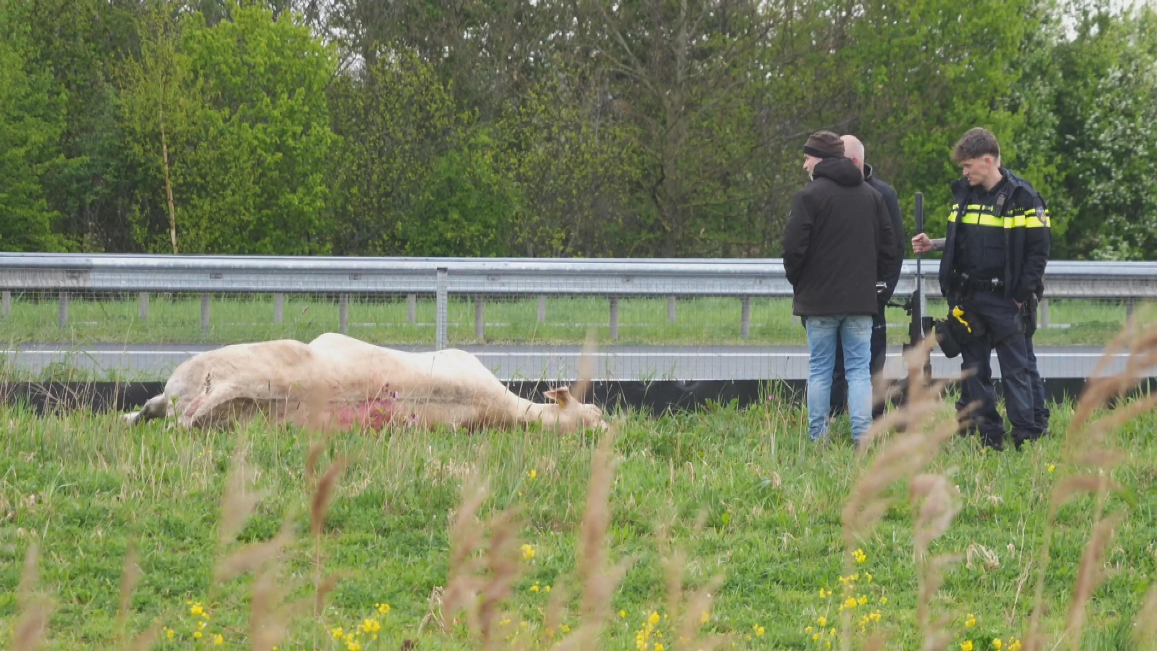 Politie schiet losgebroken koe met vijf kogels dood en snijdt keel door