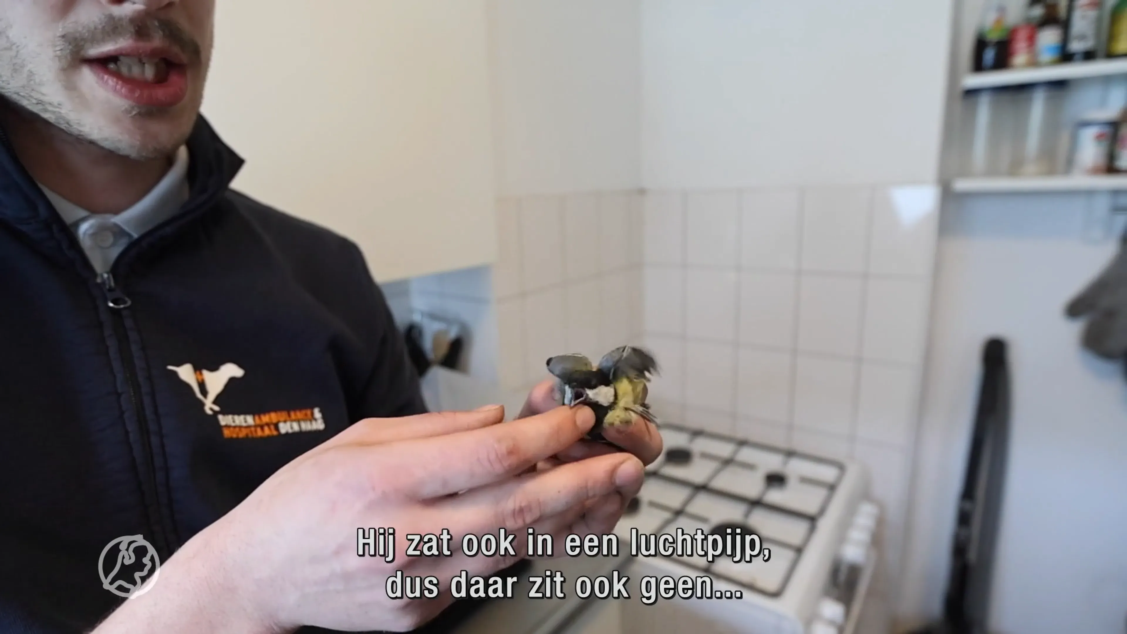 Dierenambulance volgde het geluid en redde koolmees uit cv-ketel 