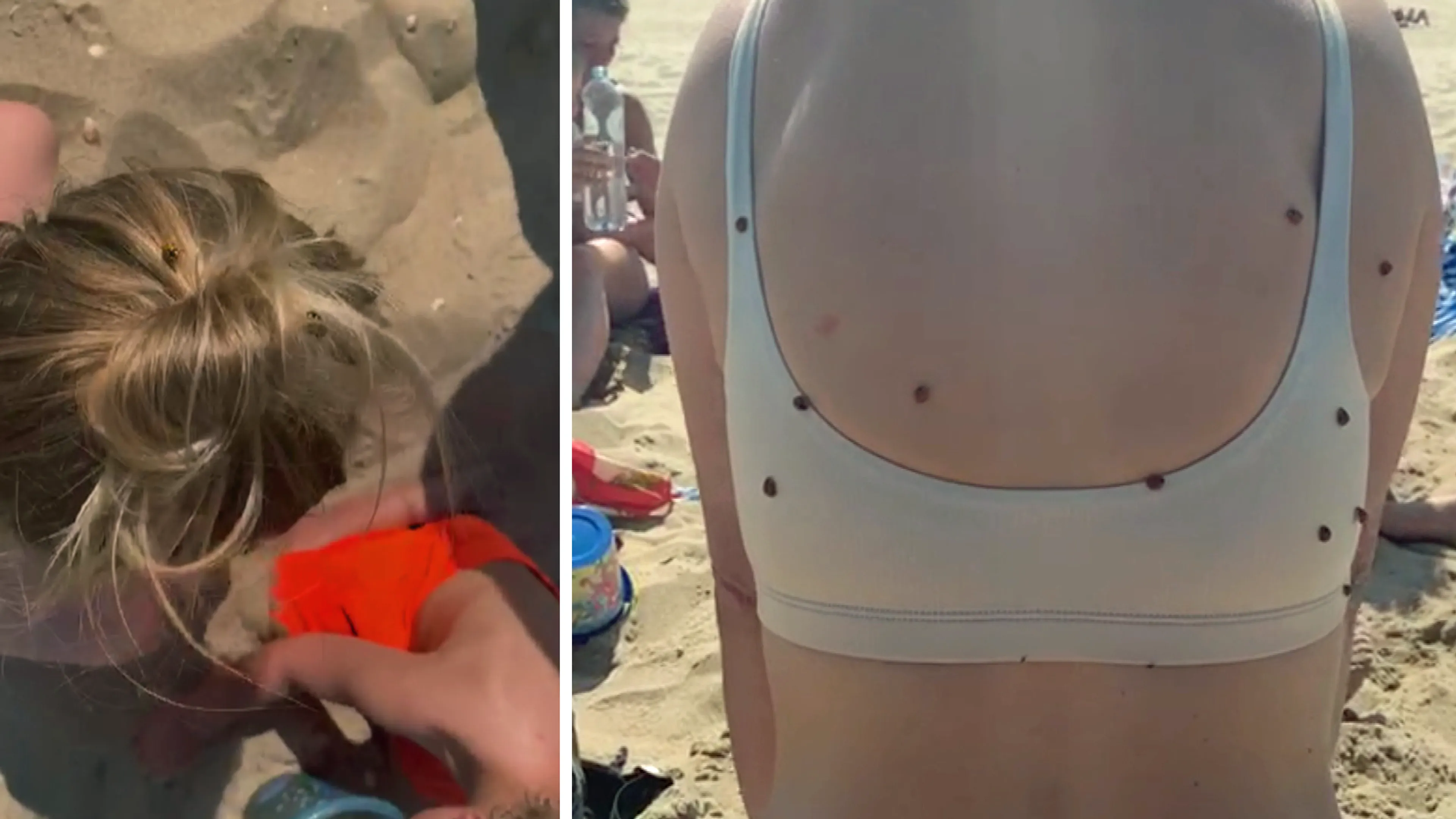 Invasie van lieveheersbeestjes op Nederlandse stranden: 'Dit is niet meer normaal'