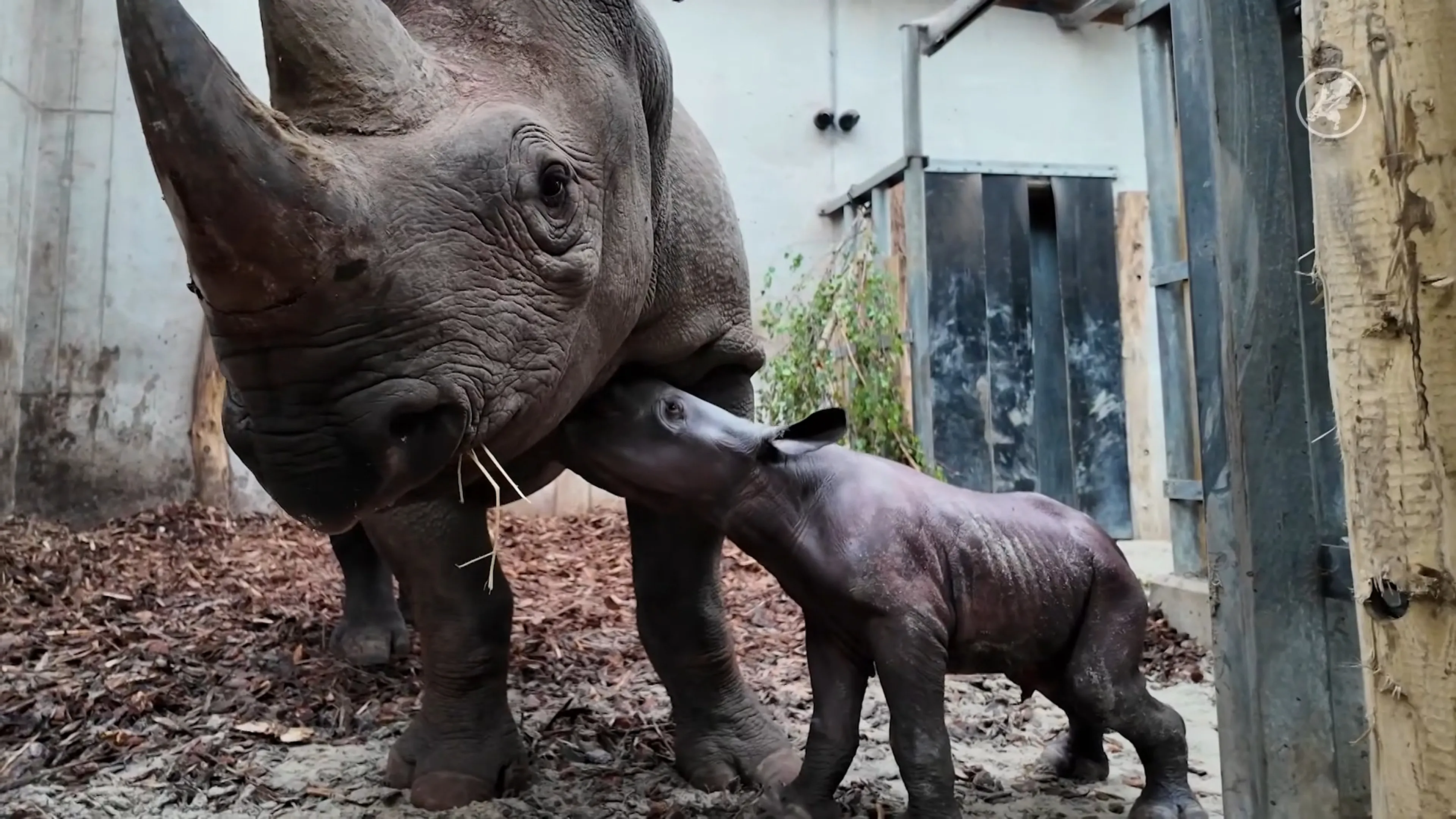 Puntlipneushoorn mannetje geboren in Safaripark Beekse Bergen