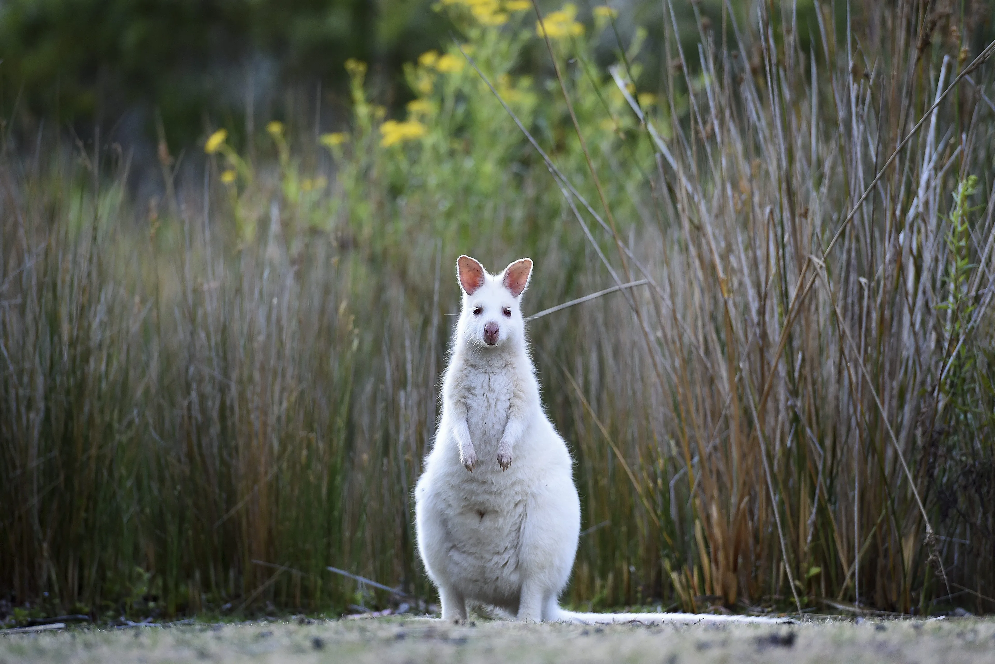 Ontsnapte wallaby maakt boswandeling: 'Best gevaarlijk'