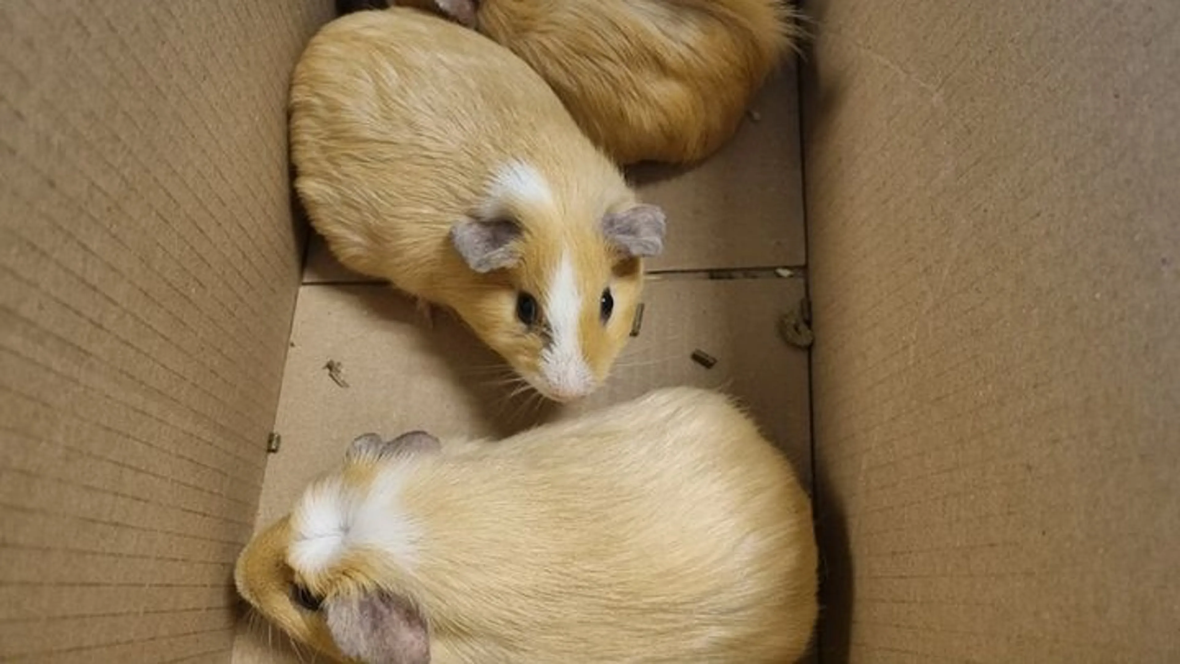 Drie gedumpte cavia's gevonden in Amsterdams park