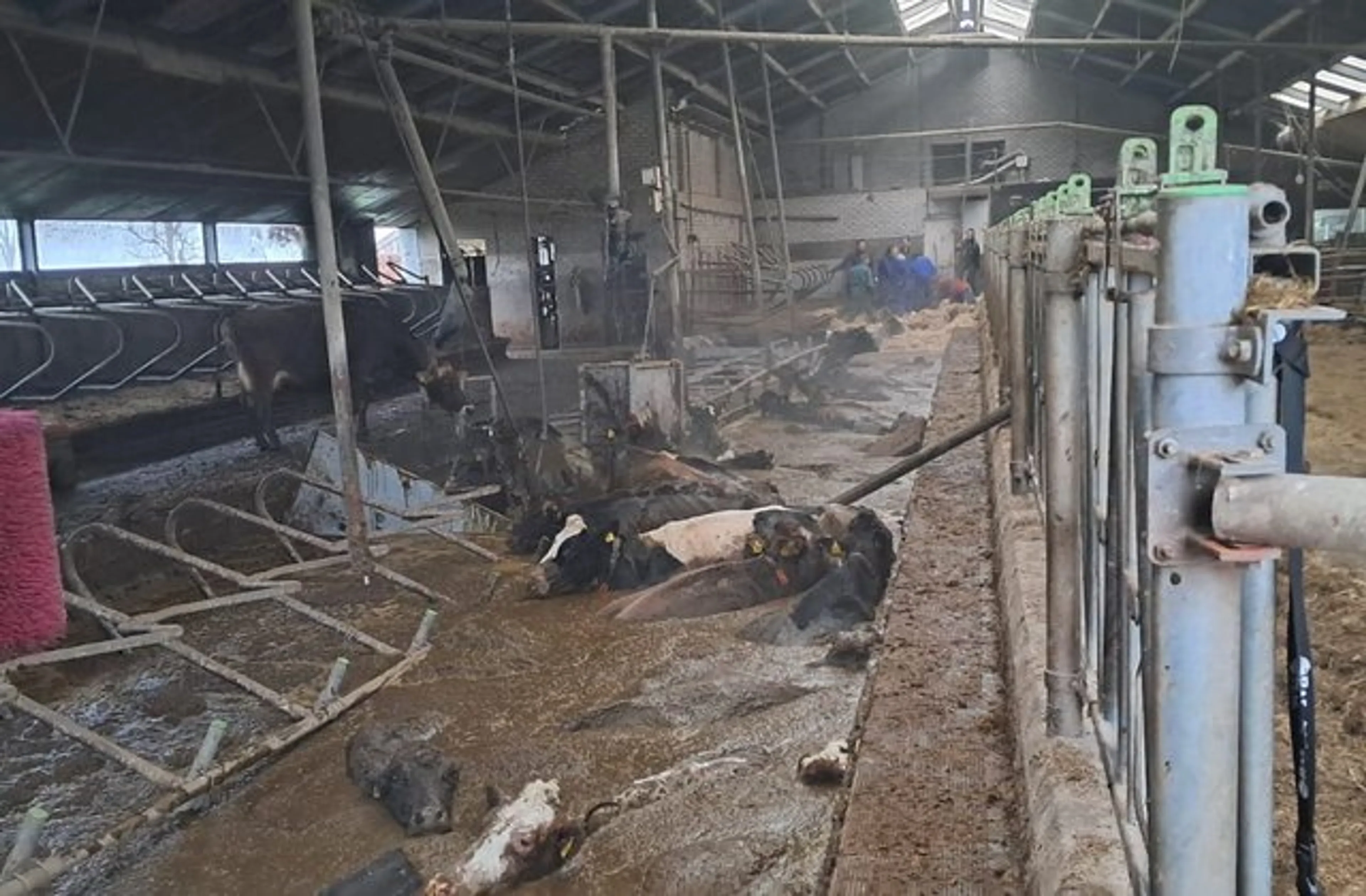 Veertig koeien zakken door stalvloer in Westbroek: 'Tijdsdruk wordt groter'
