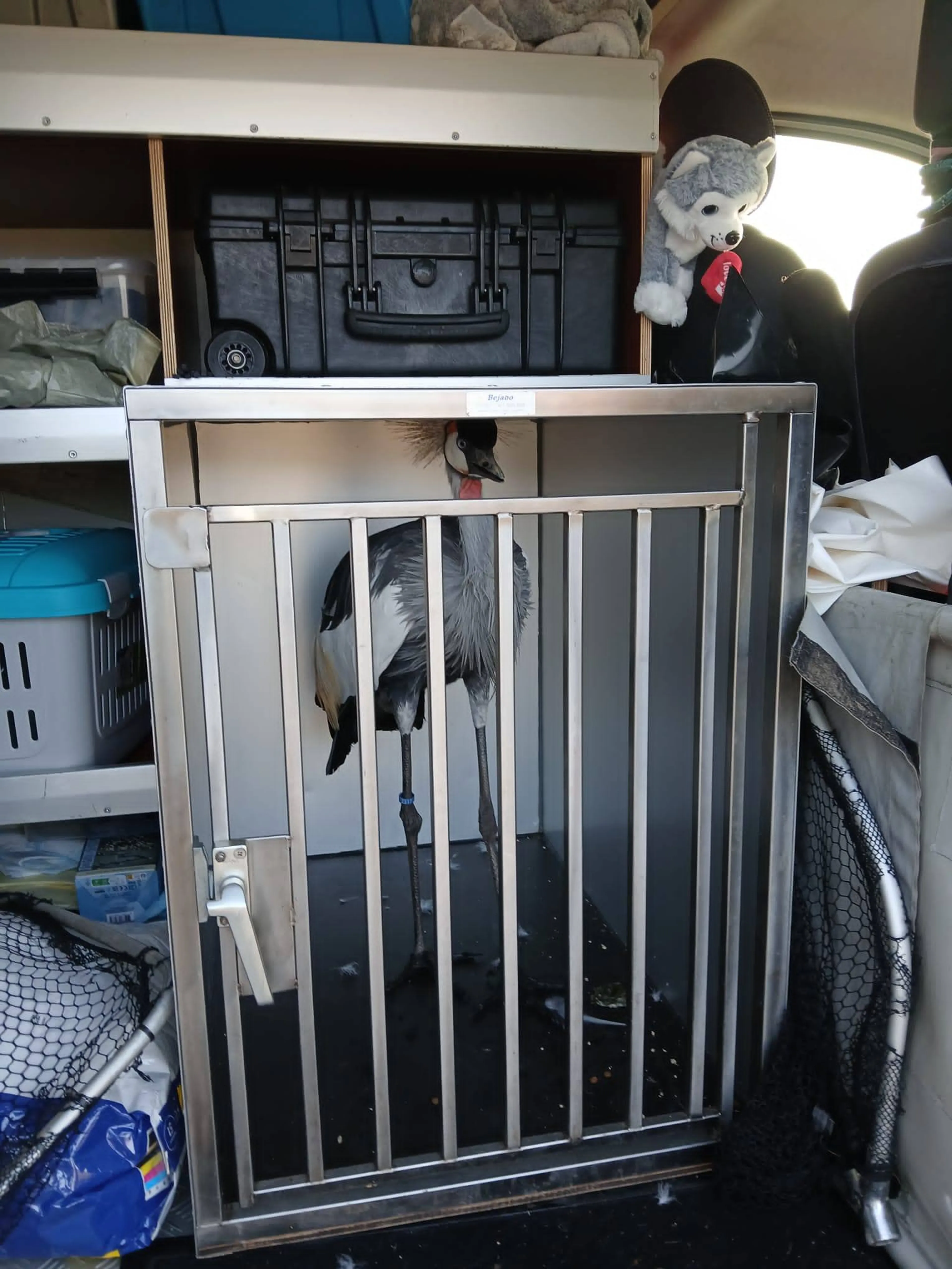 Partner van aangereden kraanvogel op A2 gevangen: 'Bewust niet eerder ingegrepen'