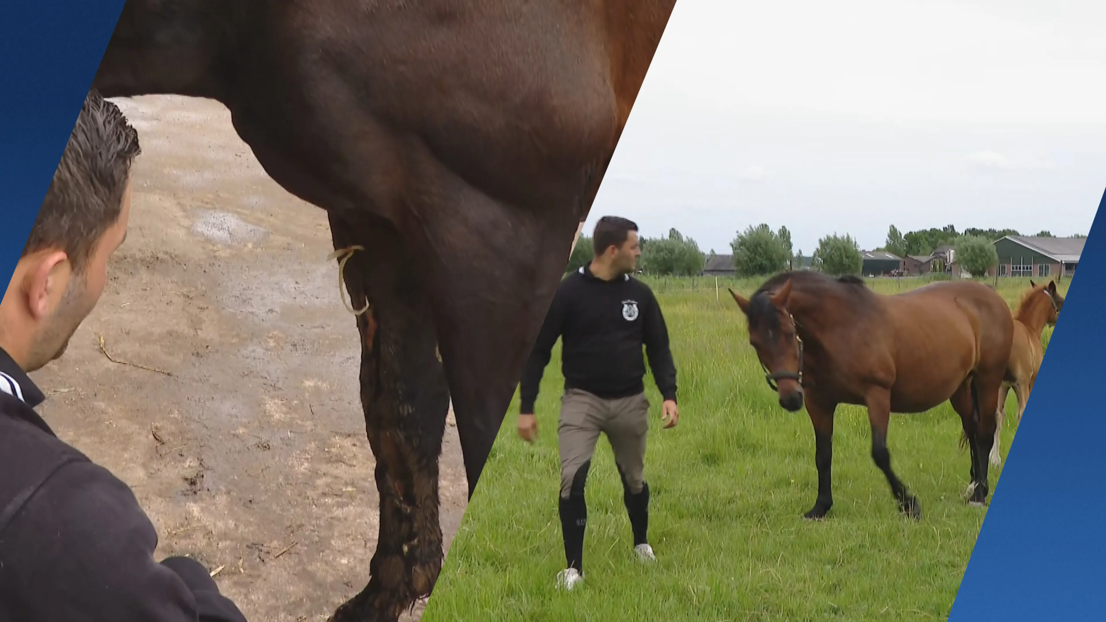 Manegehouder treft zwaargewonde paarden aan in Langbroek: 'Dit was een wolf'