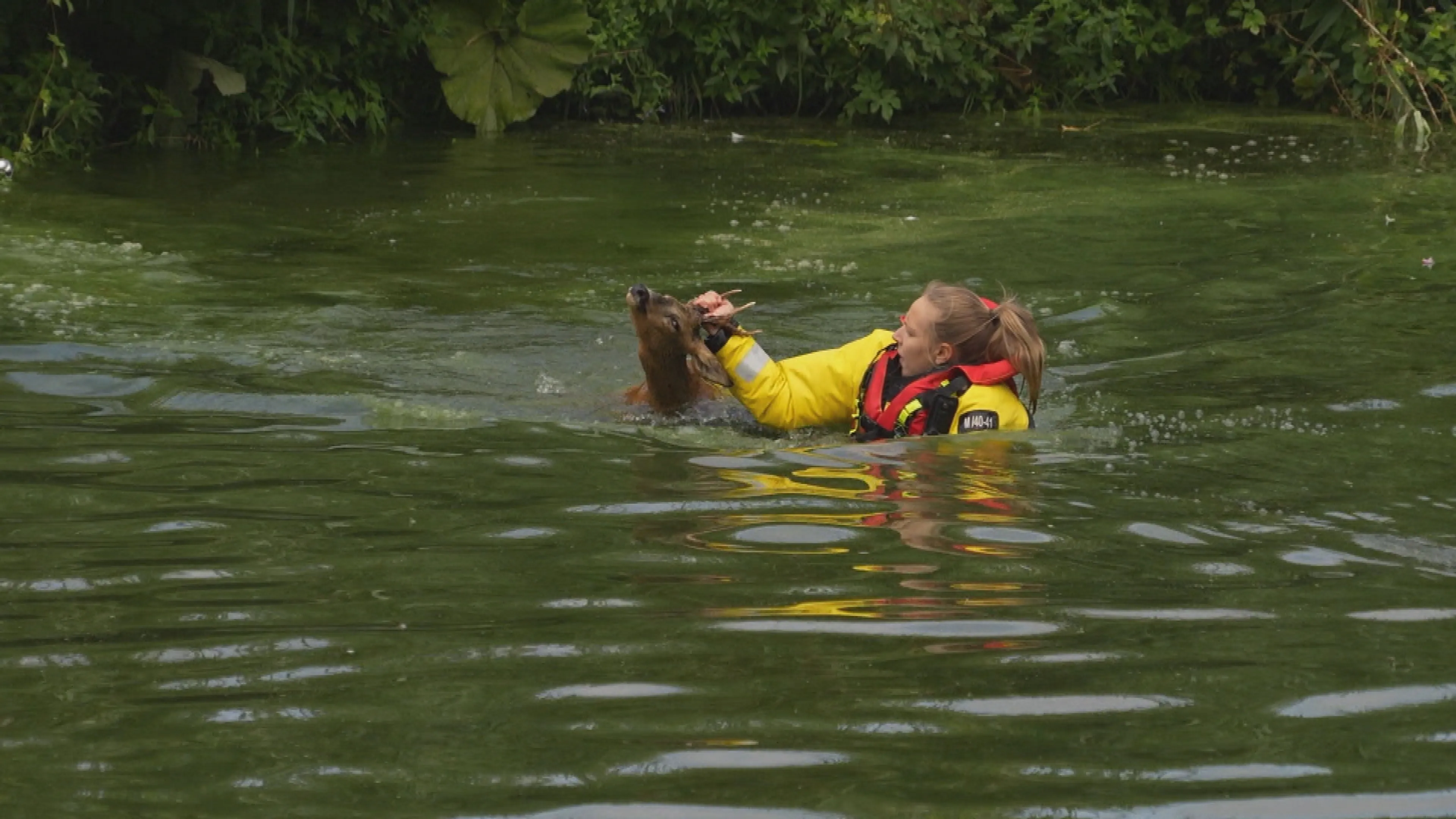 ZIEN: brandweer haalt ree uit het water langs Kanaaldijk in Helmond