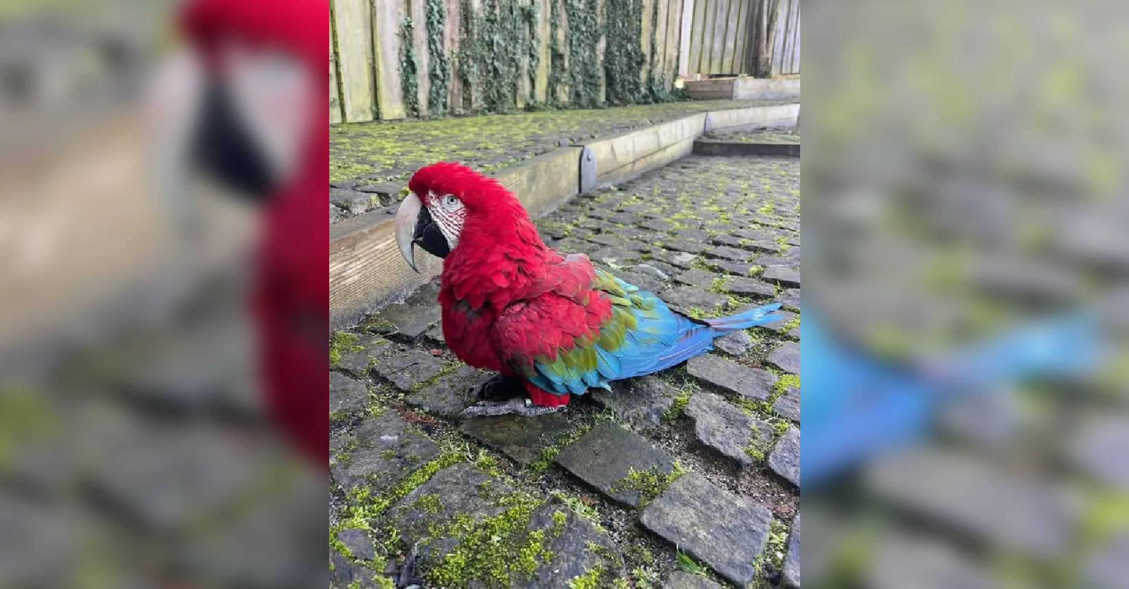 Vermiste papegaai weer terug in vogelpark Alphen aan den Rijn