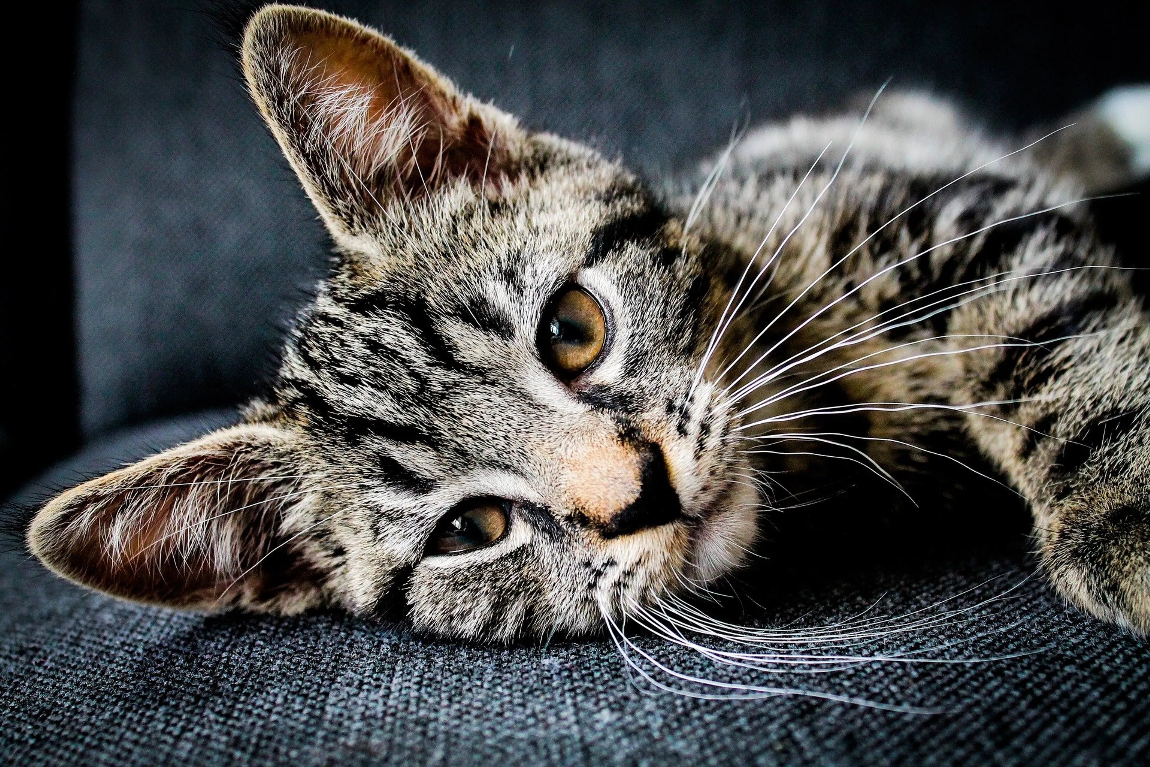 Verdachte van martelen en doden katten vrijgesproken