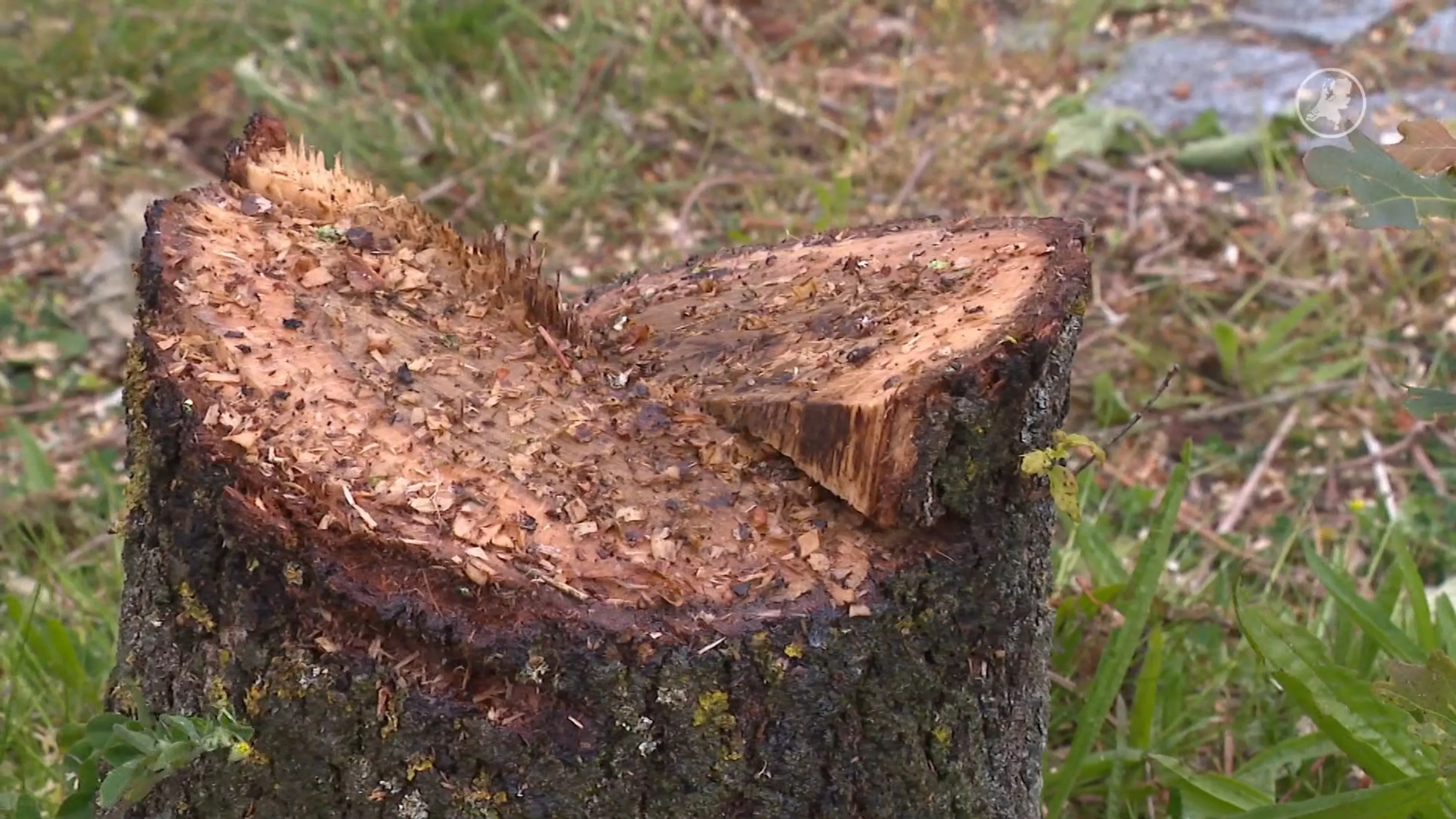 Vandaal zaagt gemeentelijke boom om in centrum van Winkel