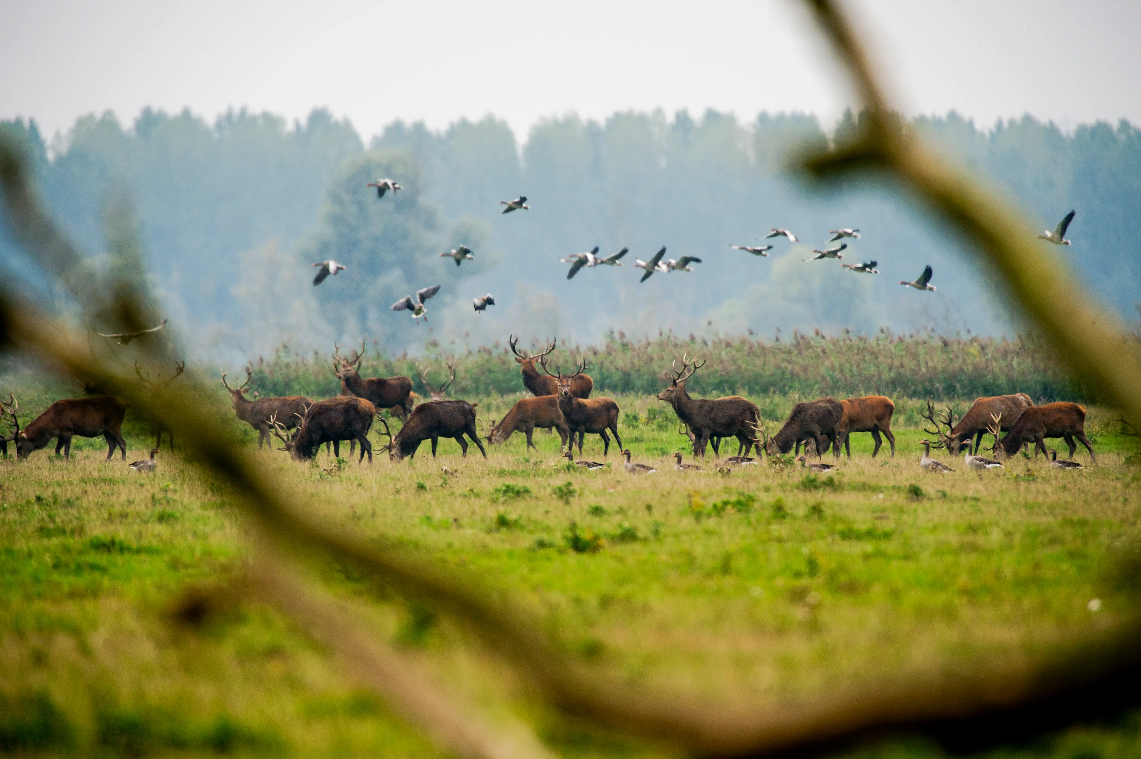 Rechter: afschieten van herten in Oostvaardersplassen mag voorlopig niet