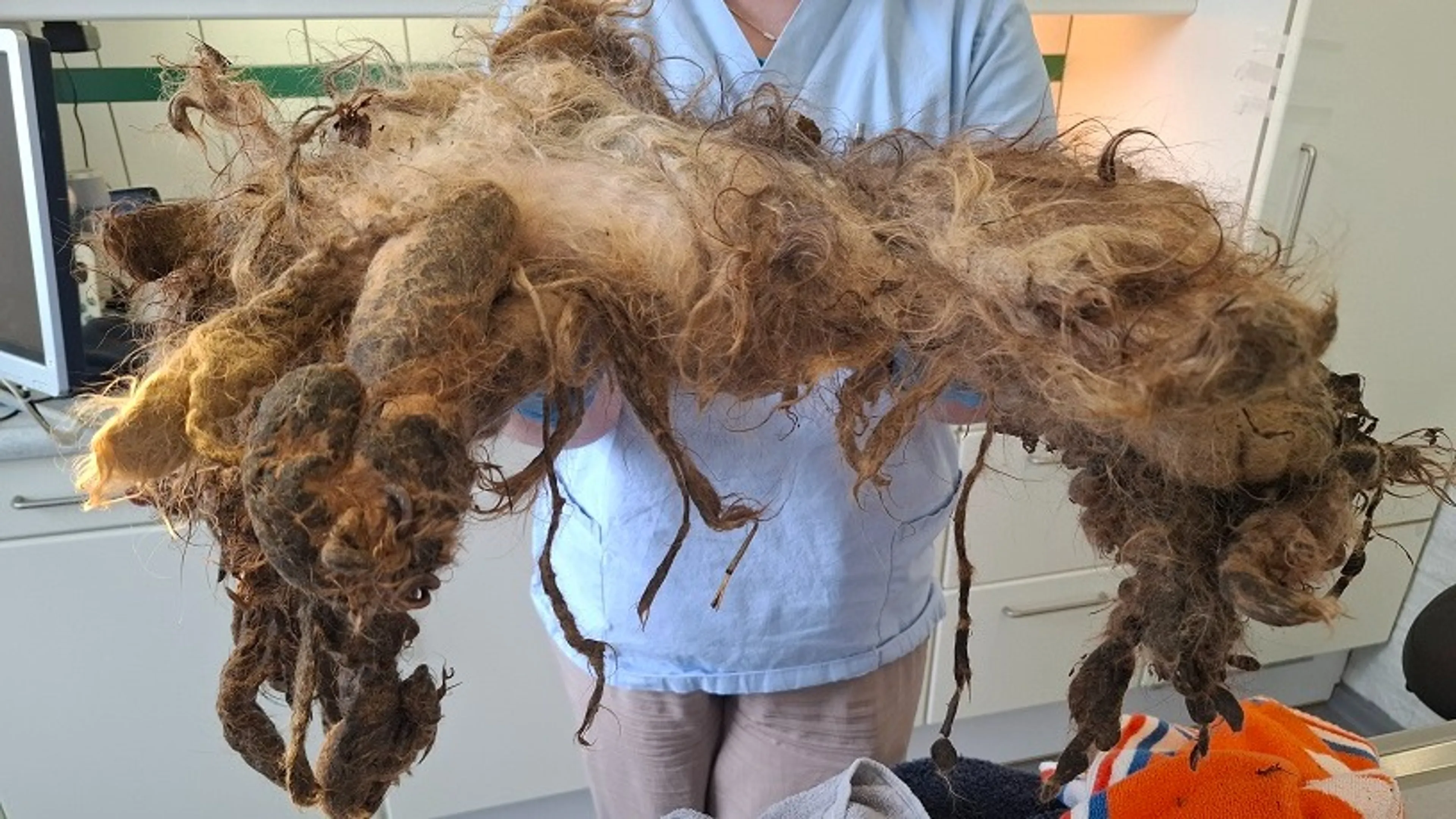 Beloning om dierenbeul te vinden die hondje in Berkenwoude zwaar verwaarloosde