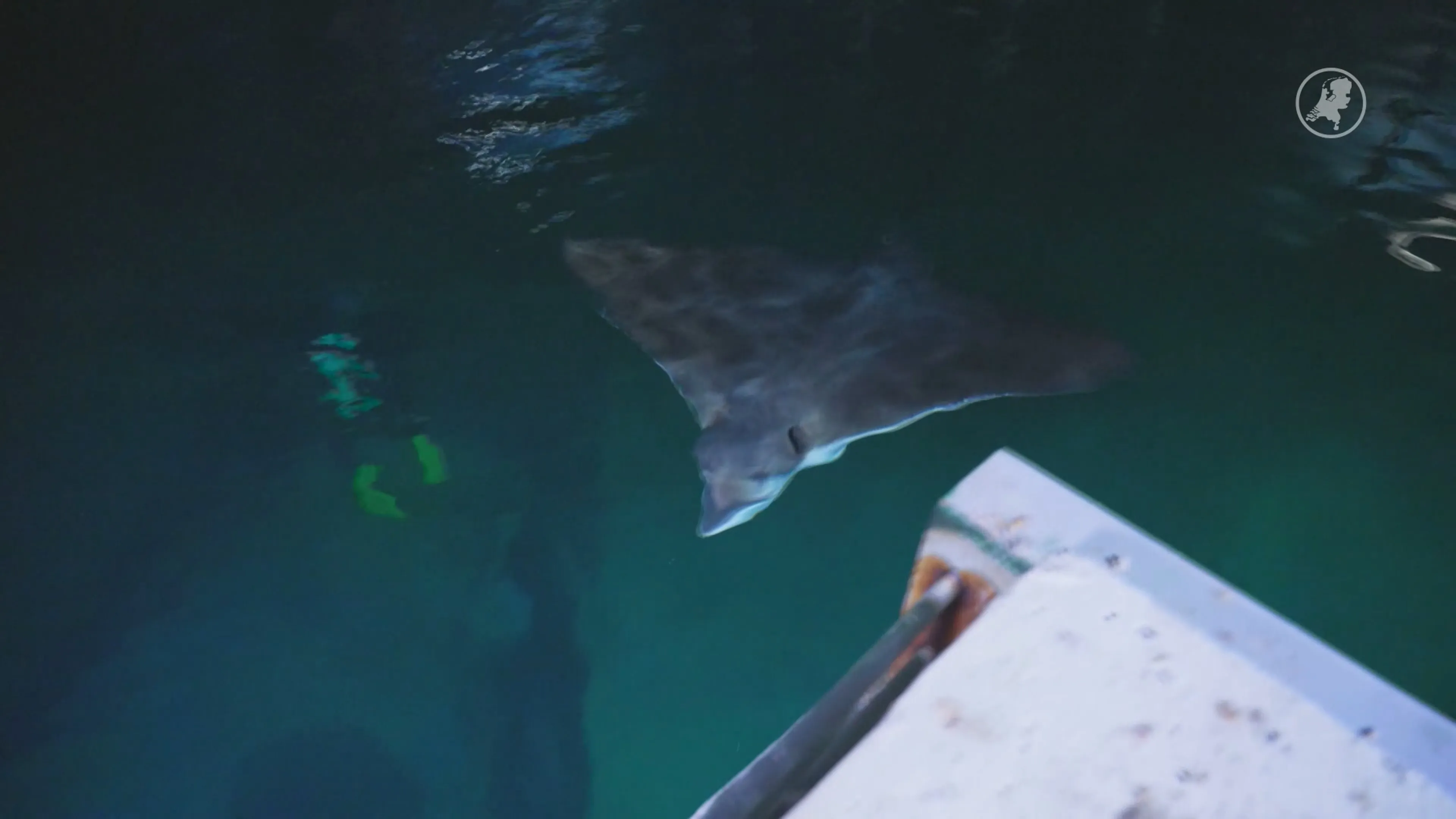 Arnhemse adelaarsrog krijgt nieuw thuis in Frans topaquarium