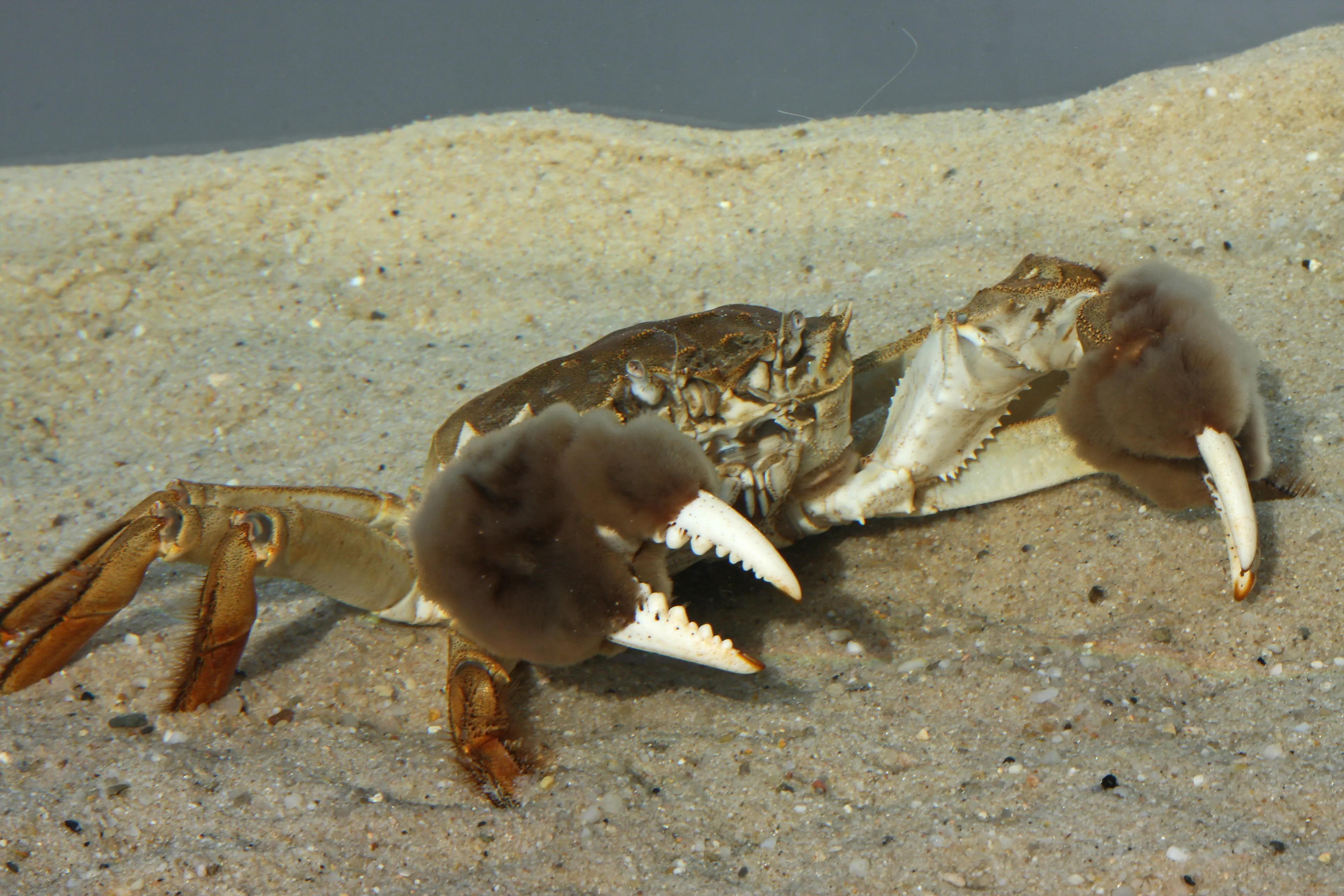 Deze 'joekel' van een achtpotige krab duikt op in Loosdrecht