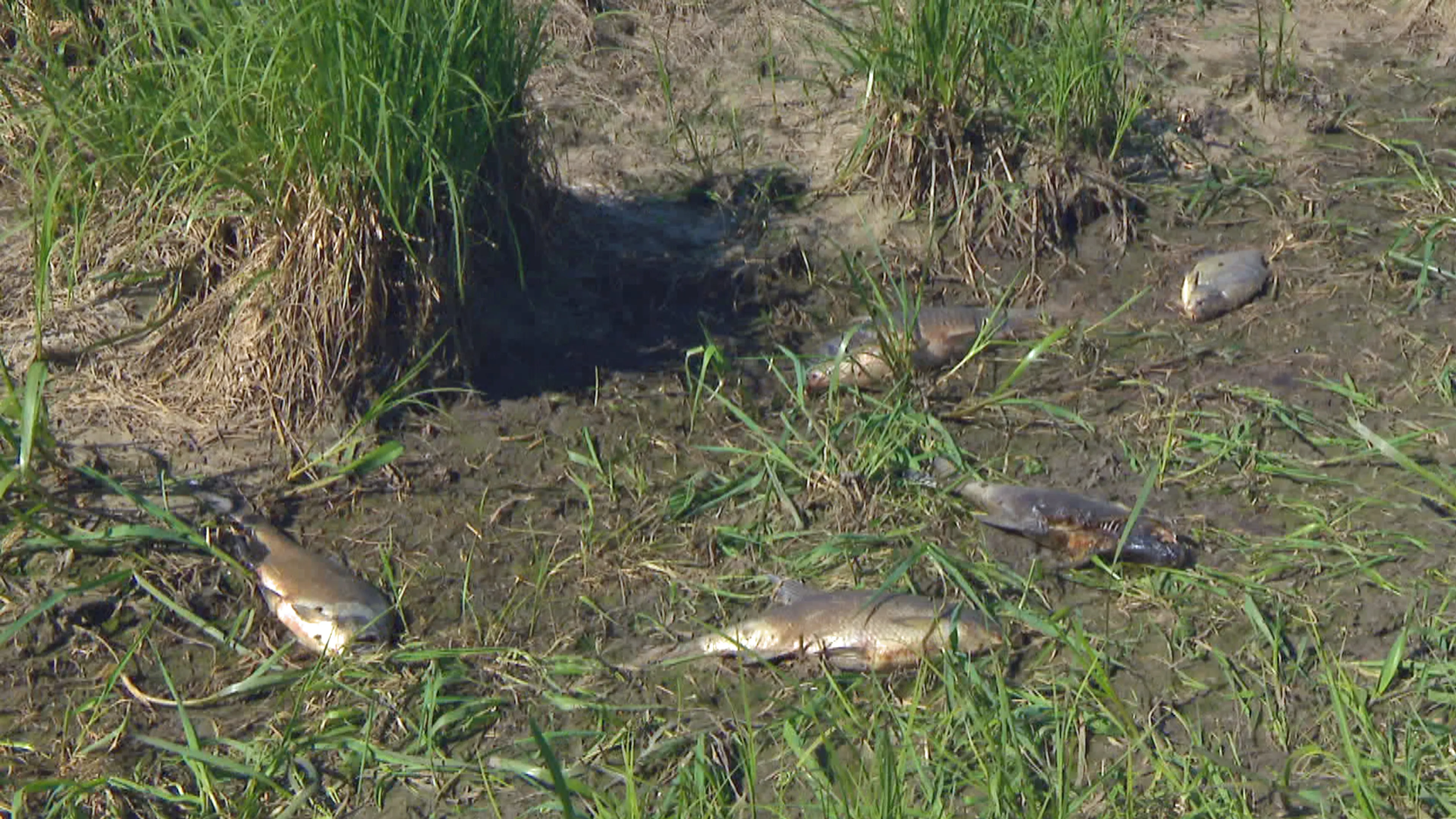 Droogte is een ramp voor vissen: 'Spartelende vissen die happen naar lucht'