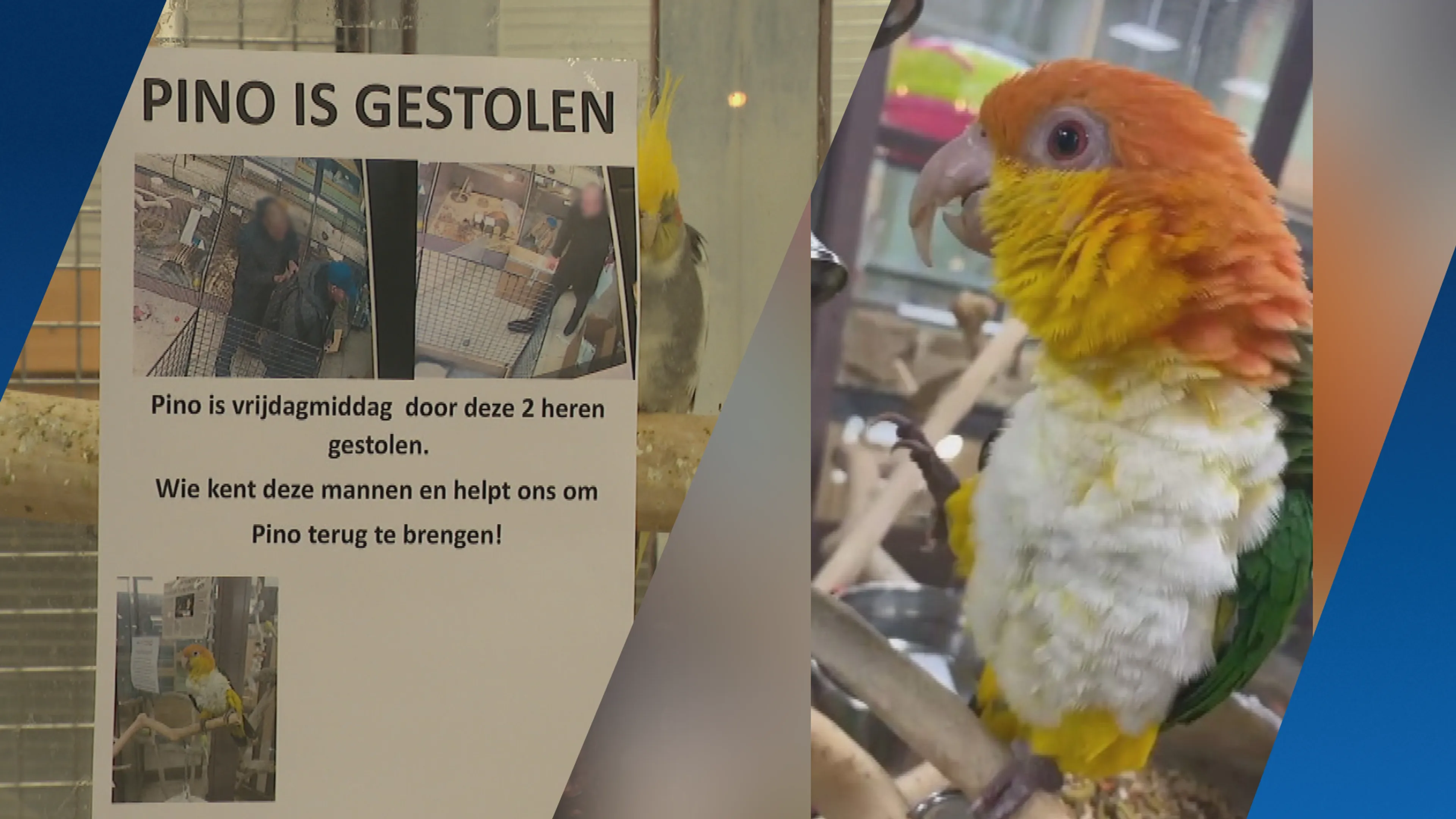 Papegaai Pino weer gestolen uit winkel Rotterdam, twee mannen aangehouden