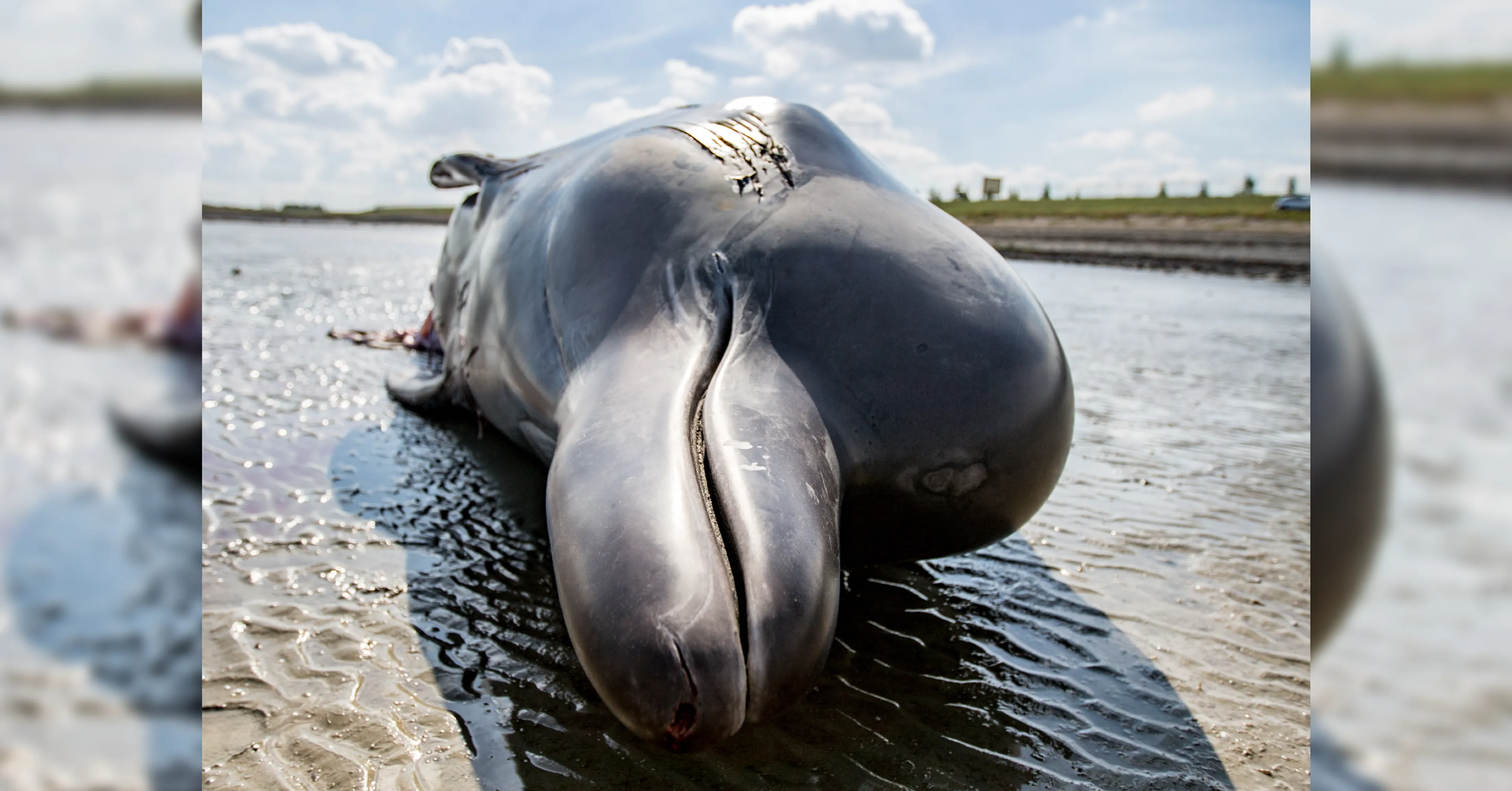 Schedels en wervels van aangespoelde Butskoppen uit Oosterschelde naar collectie Naturalis