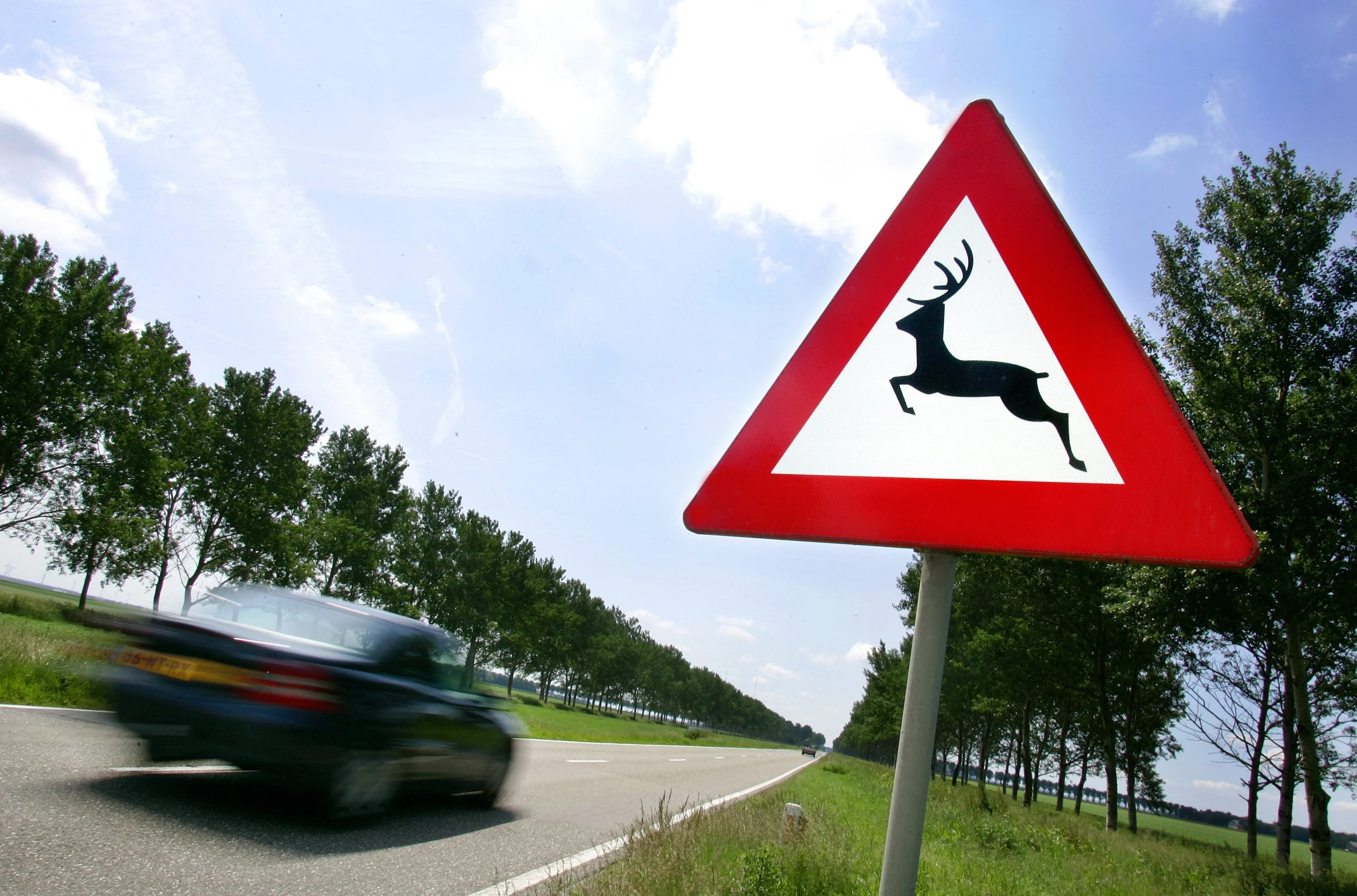 Jagersvereniging waarschuwt: deze tijd groot risico op aanrijding met wild