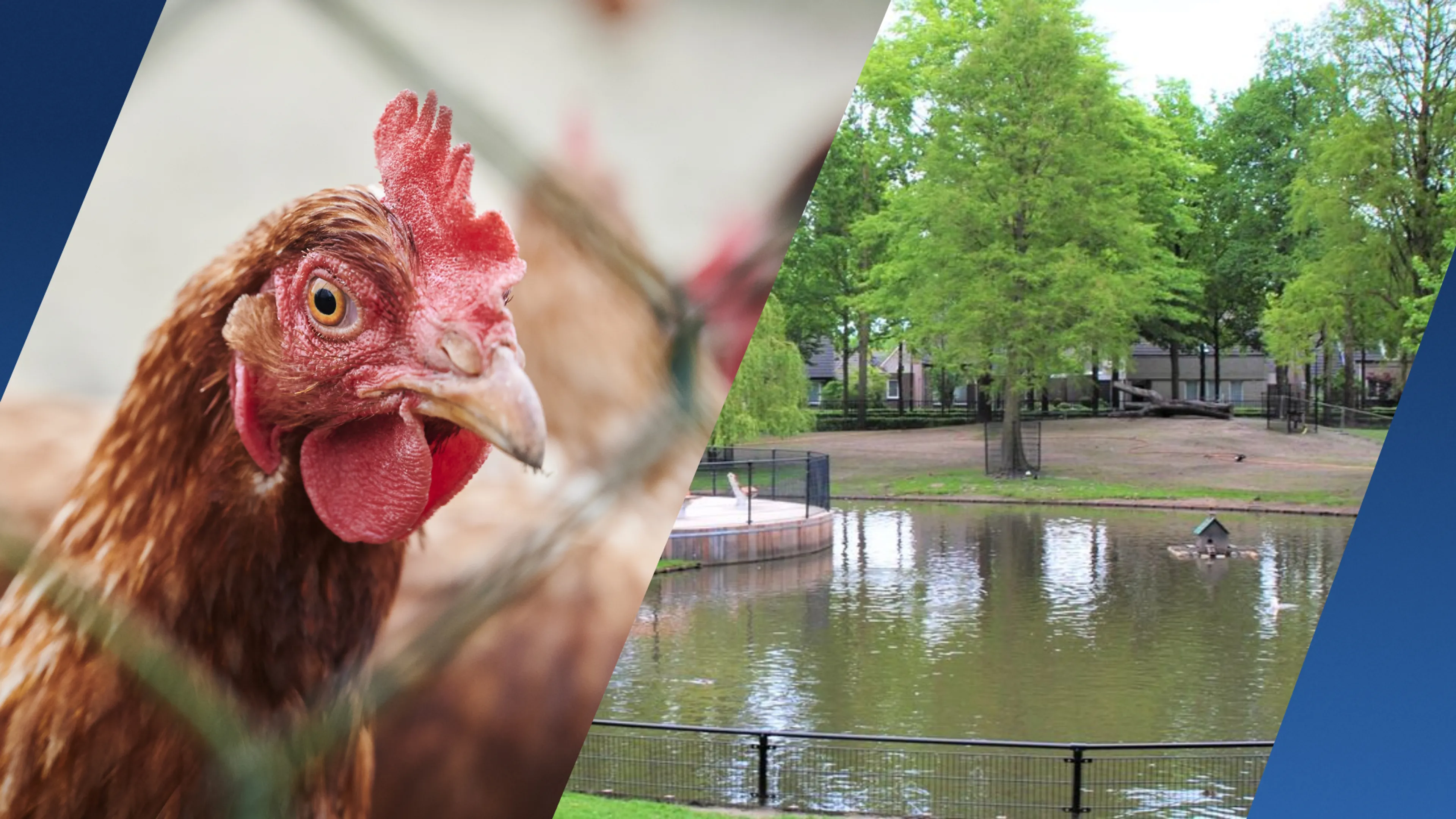 Vogels kinderboerderij Hapert gedood om vogelgriep: 'Verdrietig maar nodig'