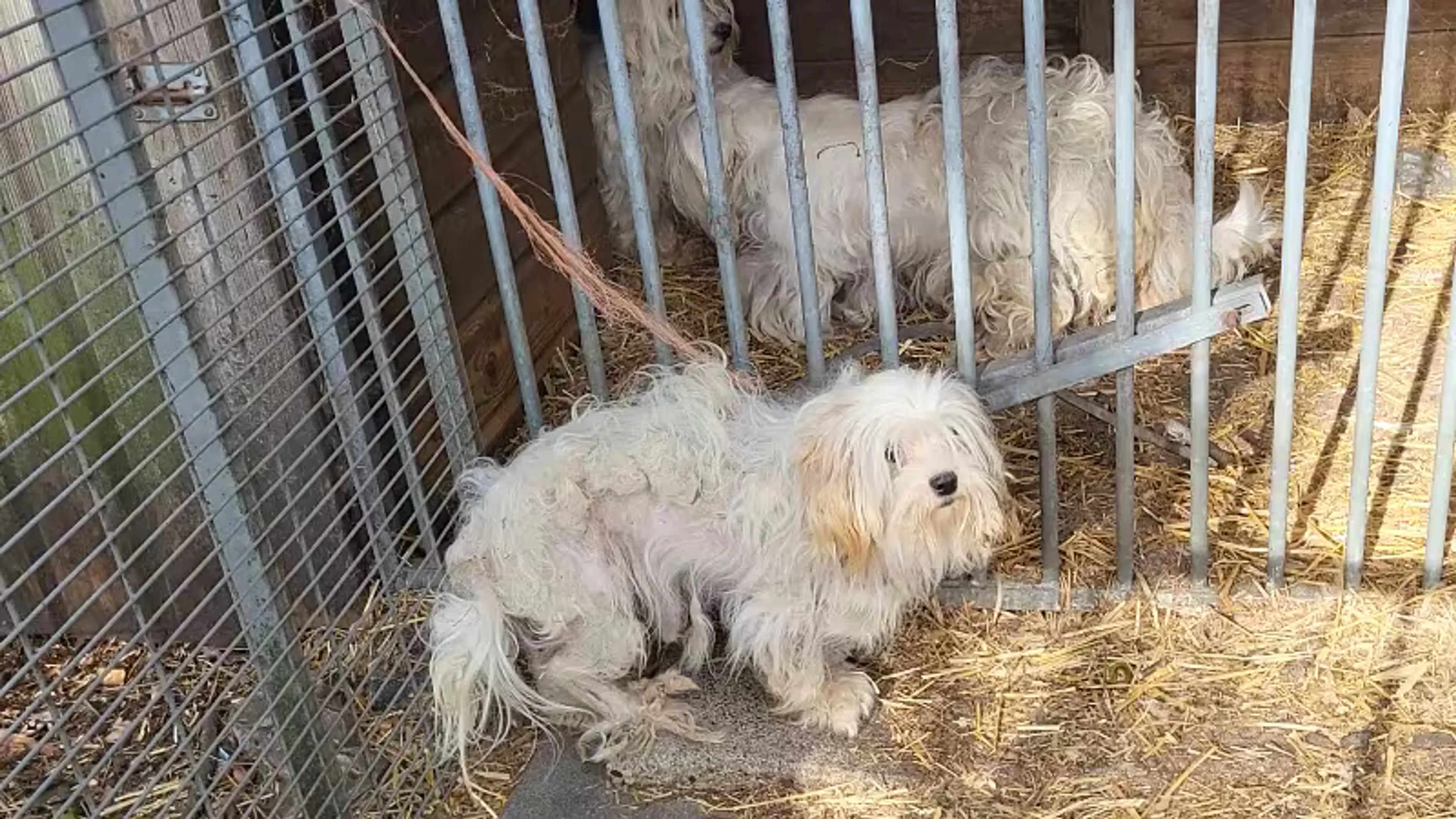 Tientallen dieren te mager en verwaarloosd: man krijgt 10 jaar houdverbod