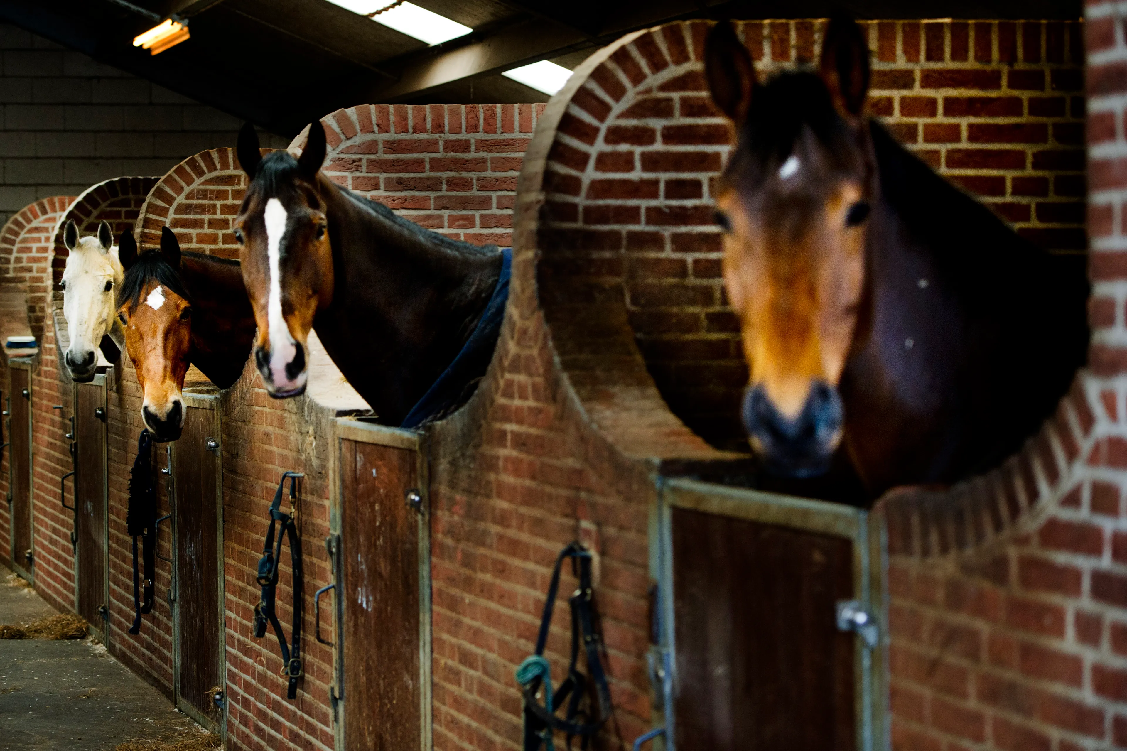 Paardenexporteur Aniek verliest bijna 2000 euro per dag door het coronavirus