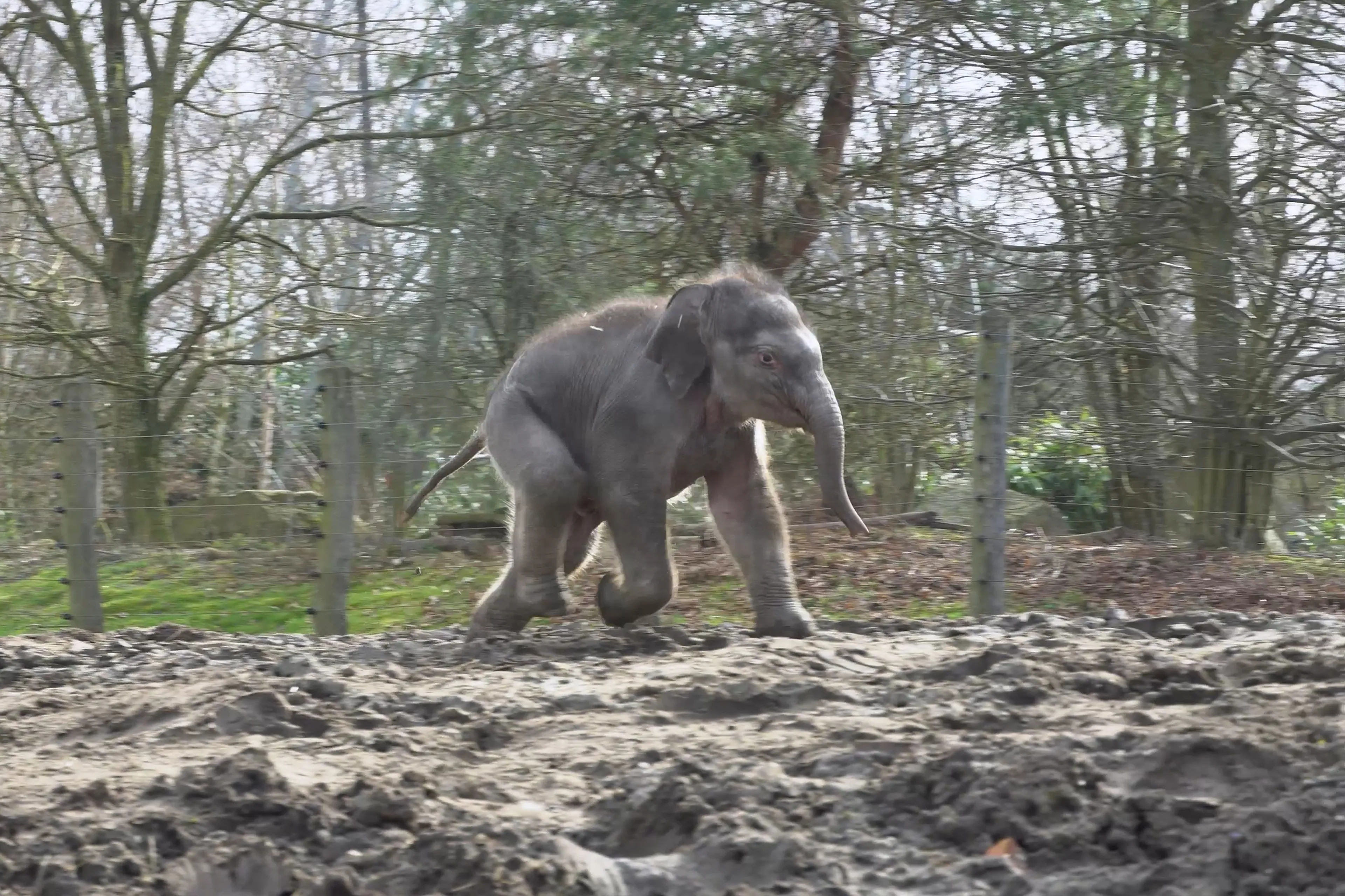 ZIEN: Olifantenkalfje Rashmi zet eerste stapjes in buitenverblijf Dierenrijk