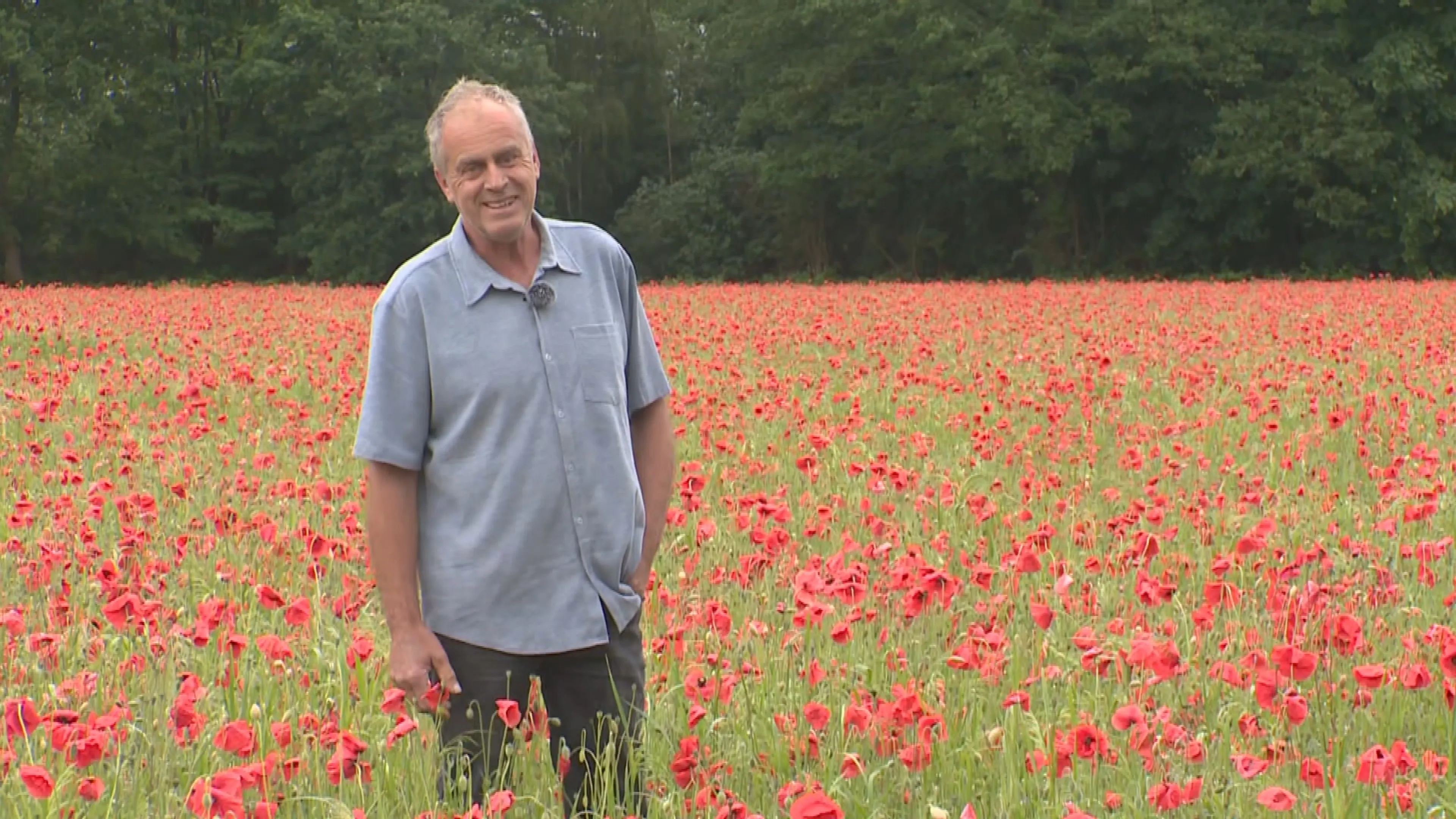 Vergissing met opvallend resultaat: akker van boer Frank verandert in rode bloemenzee