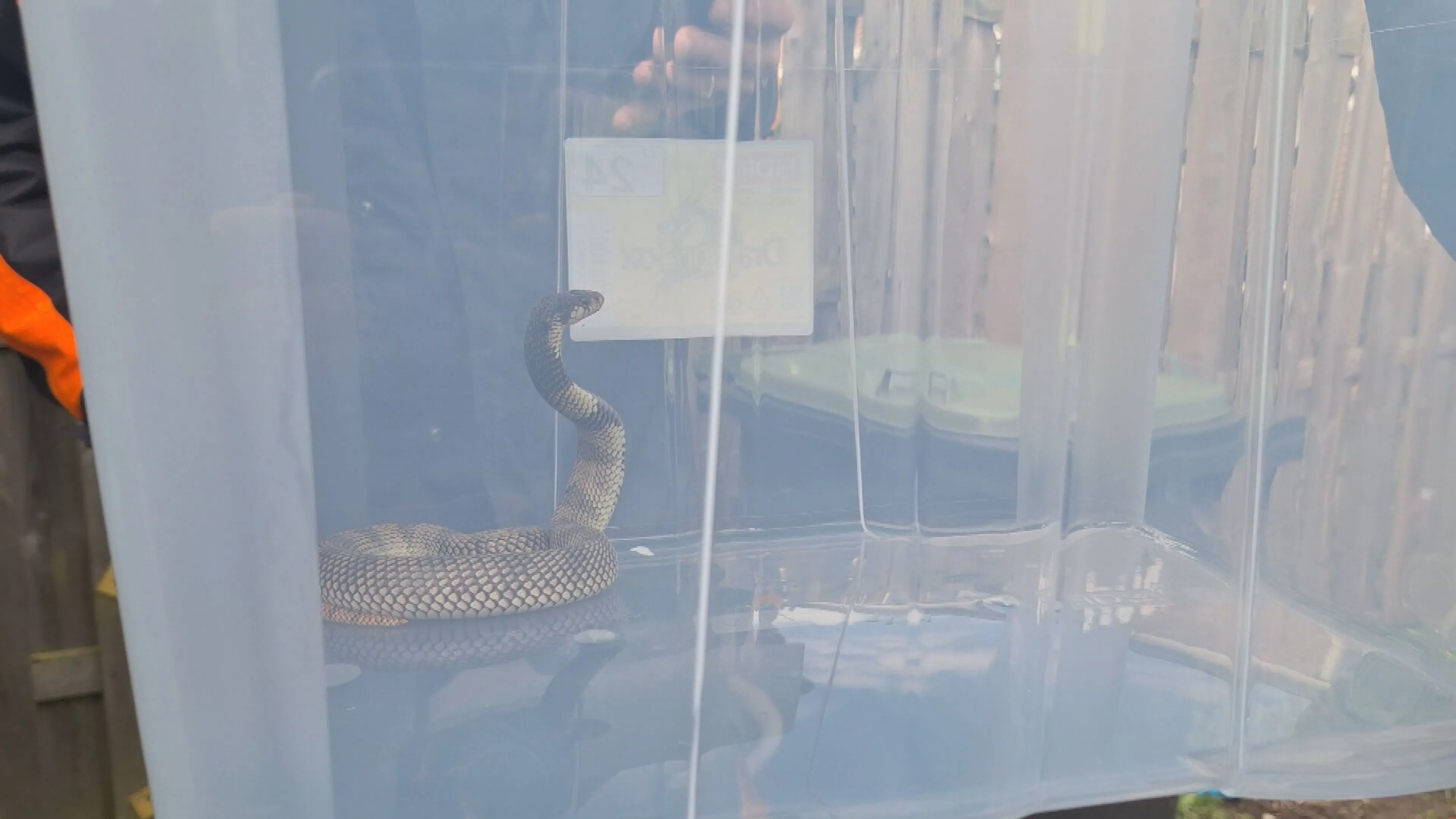 Ontsnapte giftige cobra na maand weer gevangen in Lelystad