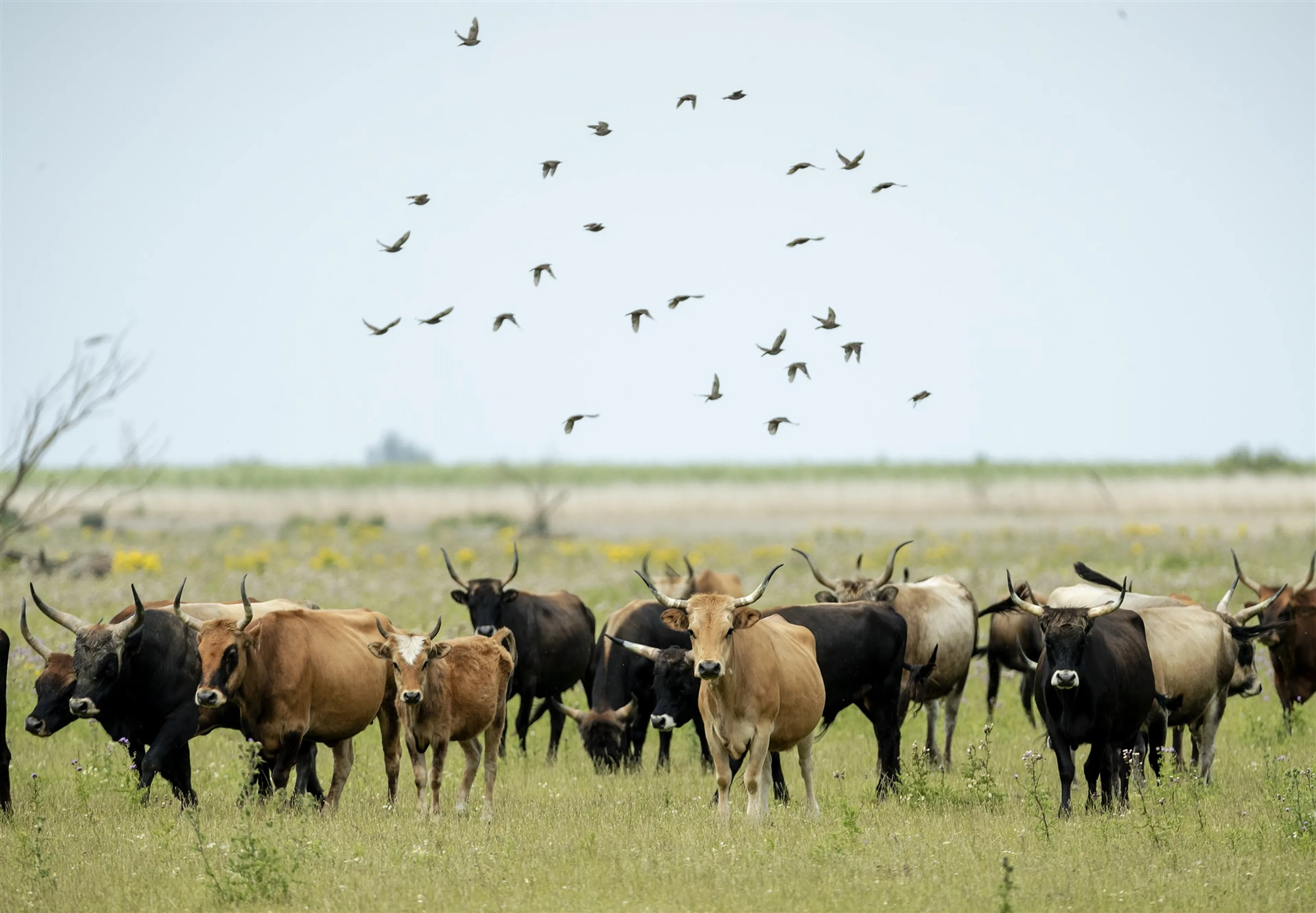 Wegens droogte extra hooi voor 'magere' runderen in Oostvaardersplassen