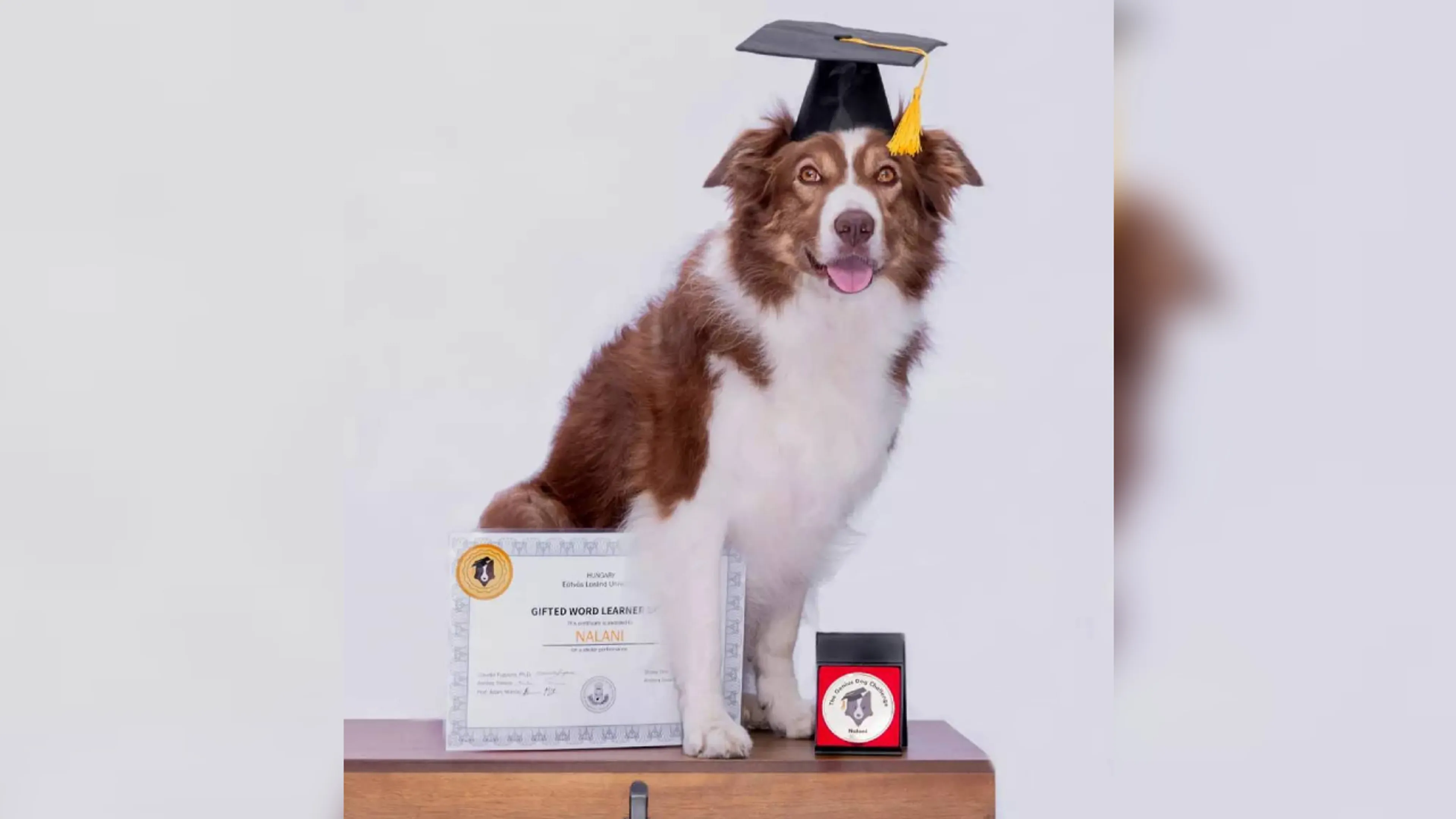 'Slimste hond van Nederland' overleden, Nalani kon 141 speeltjes uit elkaar houden