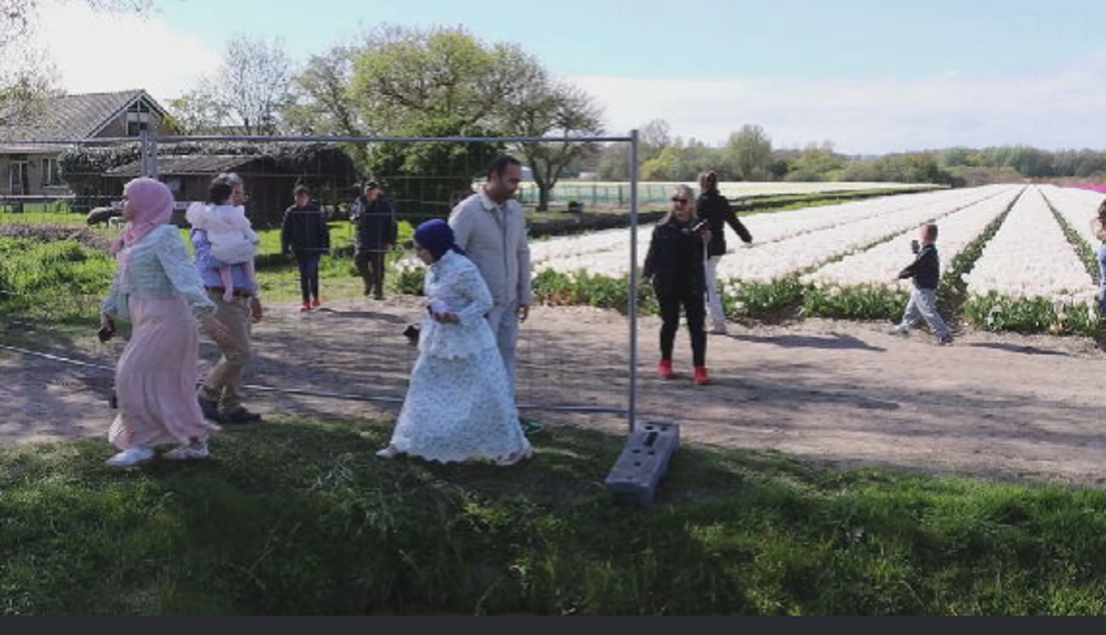 Ruzie tussen de bollen: bloemenkweker spreekt toeristen aan, die worden boos