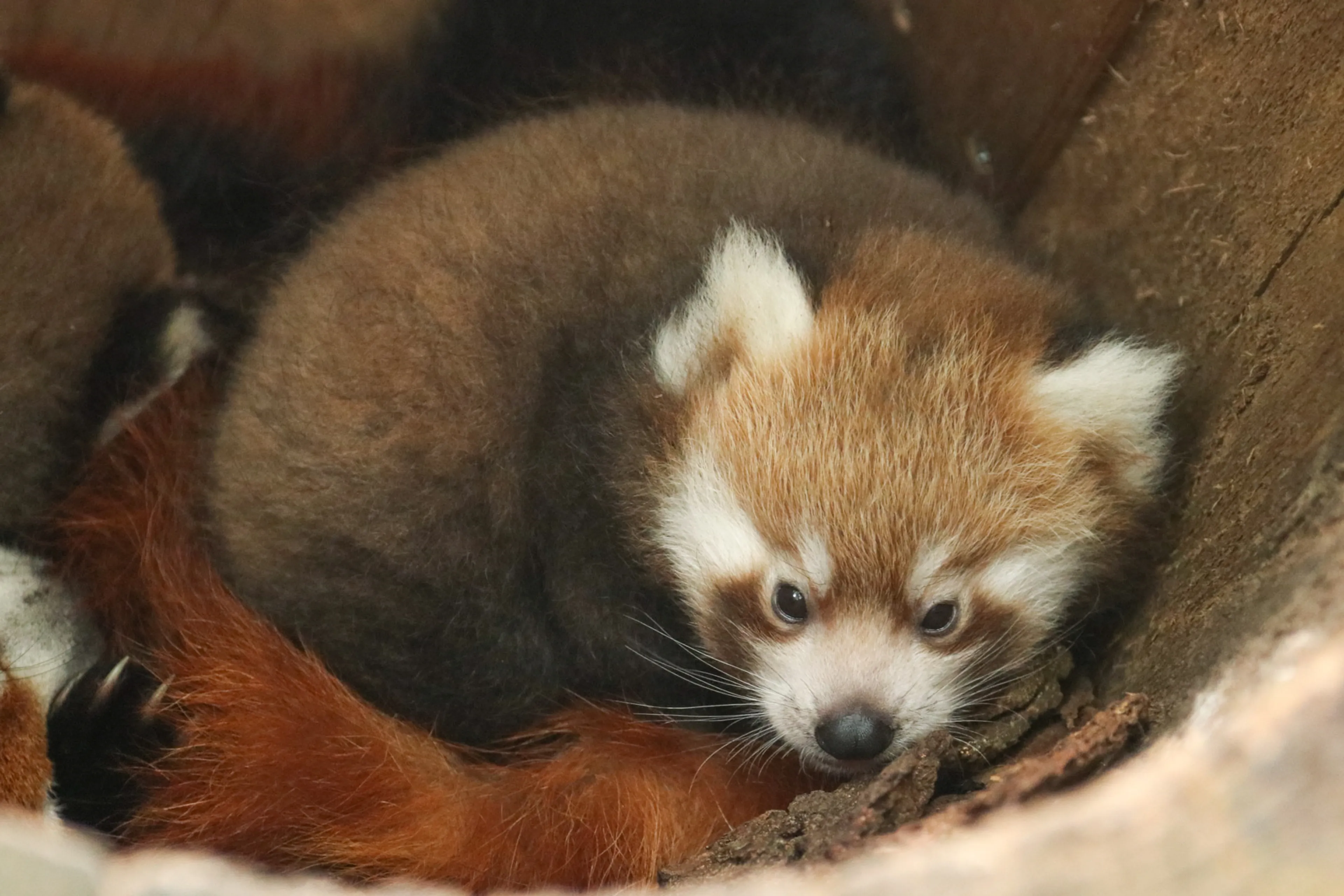 Kleine babypanda's Dierenpark Amersfoort krijgen hun namen: 'Staan voor liefde en schittering'