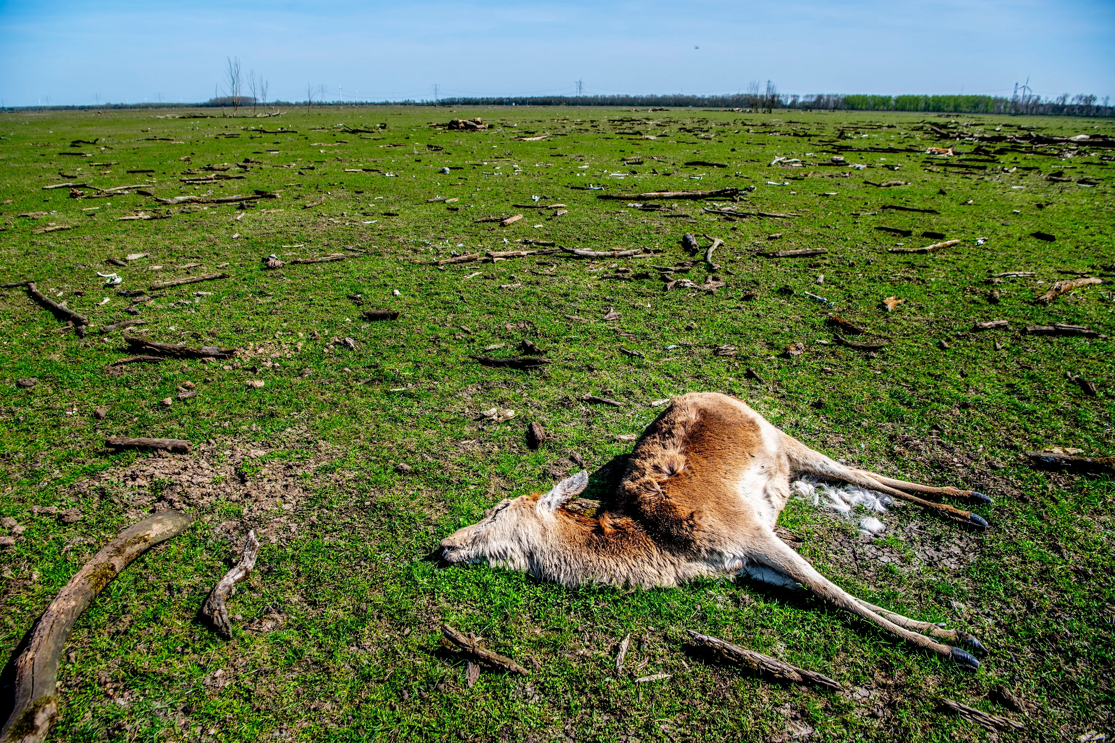 'Afschieten herten Oostvaardersplassen is de enige keuze'