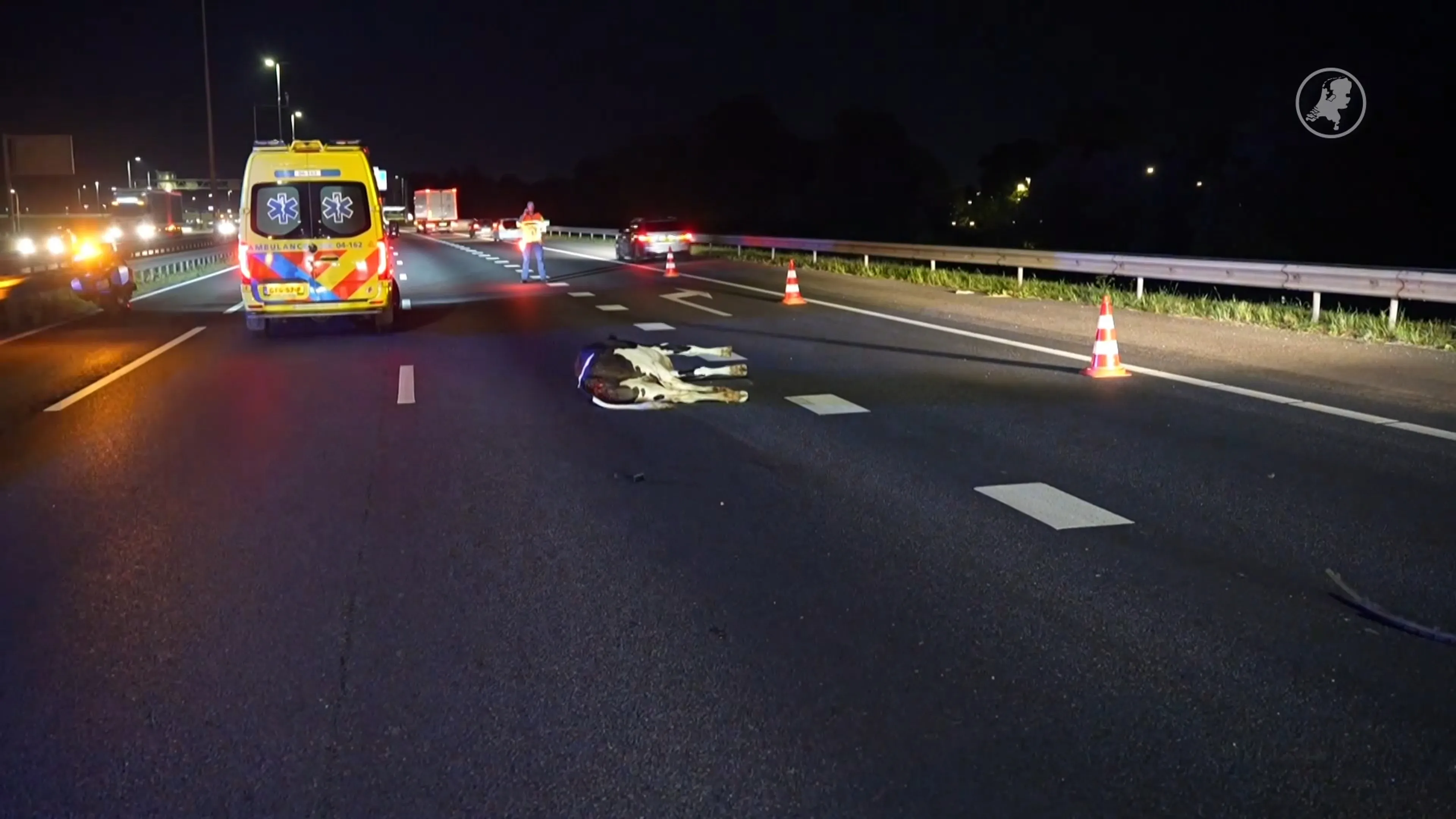 Kalf aangereden op de A28, bestuurder gewond