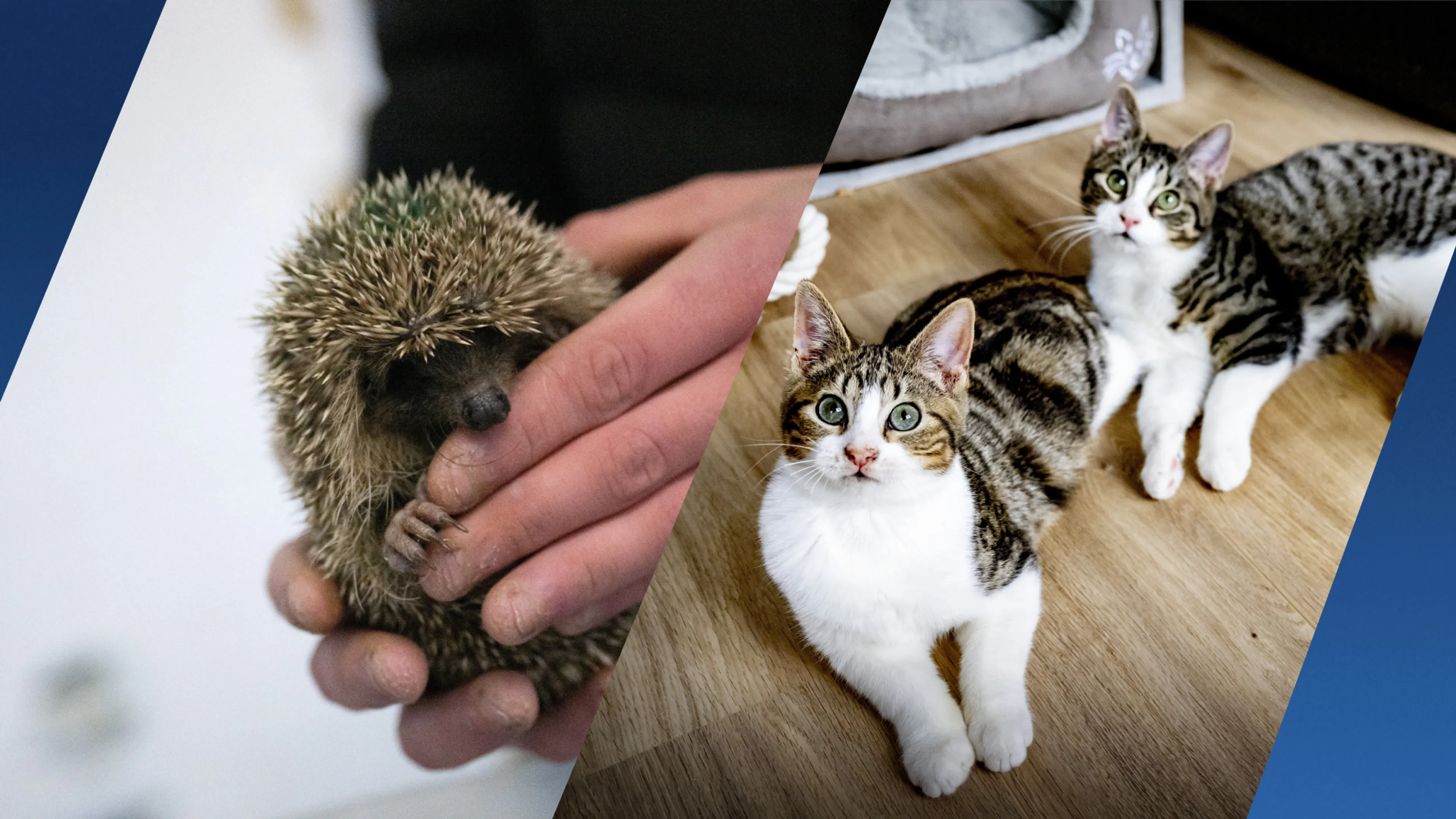 Katten en egels misbruikt, gefileerd en onthoofd door vrouw in Hilversum