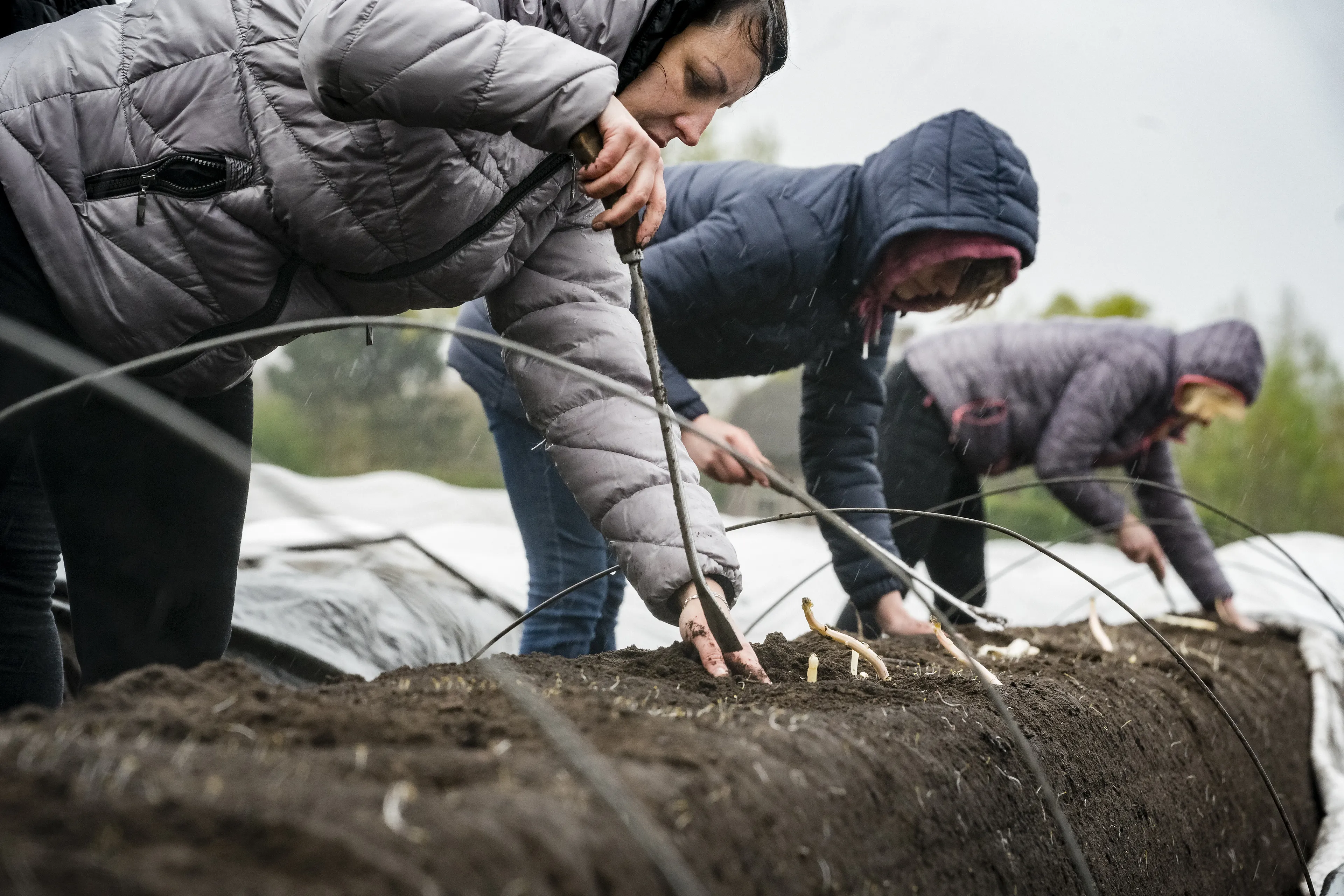 'Bijna de helft van gevluchte Oekraïners in Nederland aan het werk'