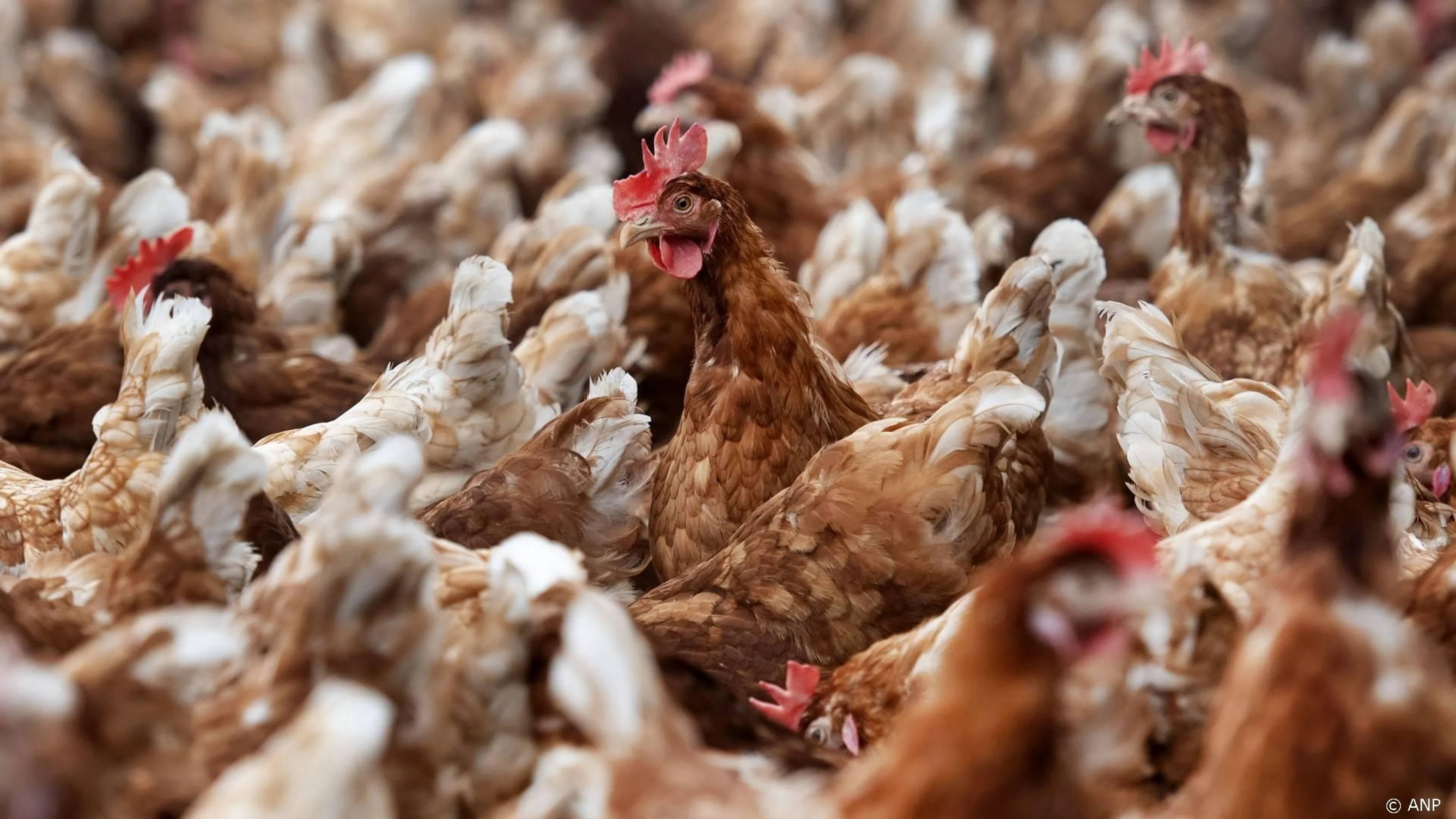 'Mensen minder kwetsbaar voor vogelgriep dan gedacht'