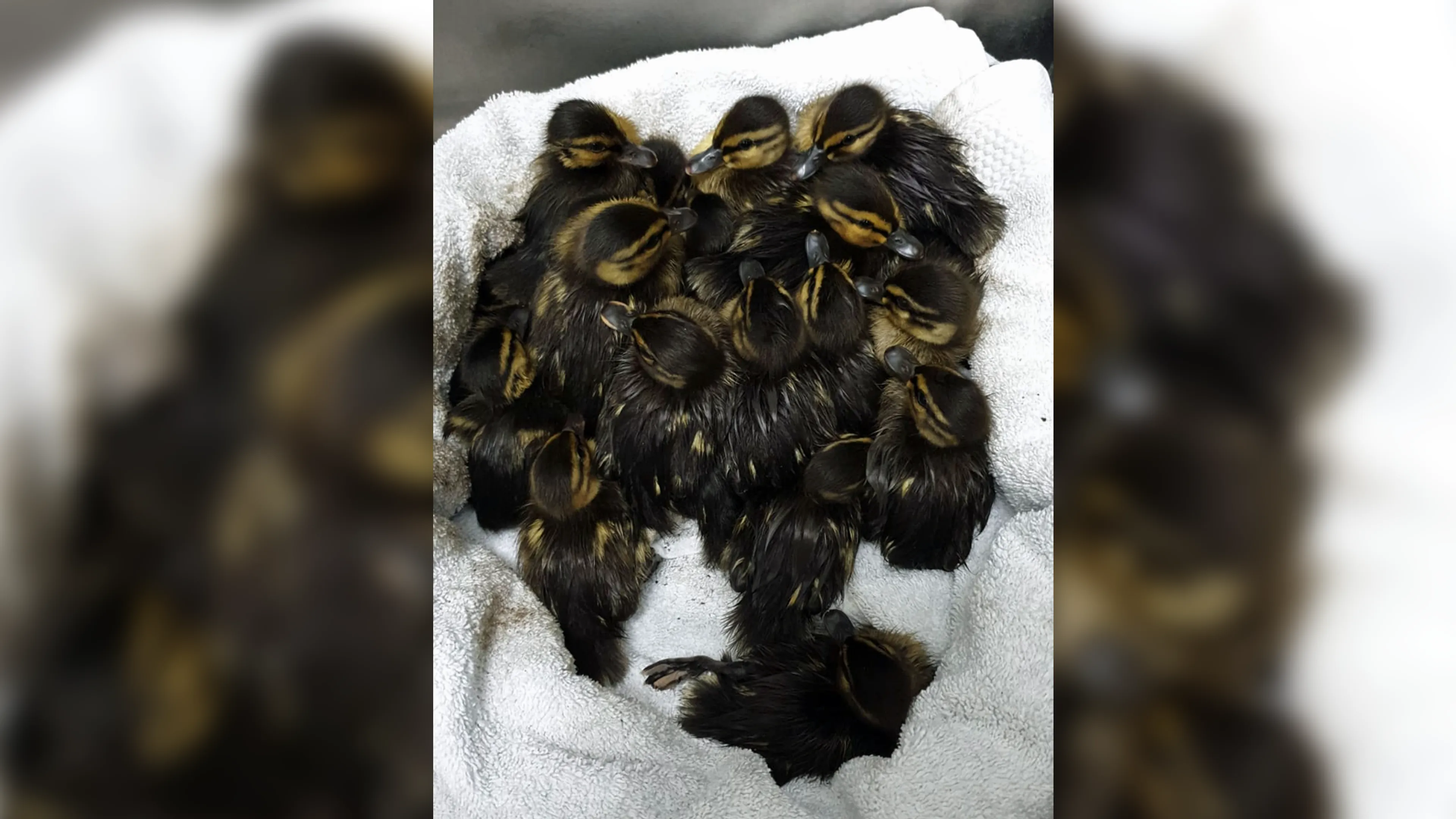 Dierenambulance in aanloop naar Pasen druk met eendenkuikens in het nauw