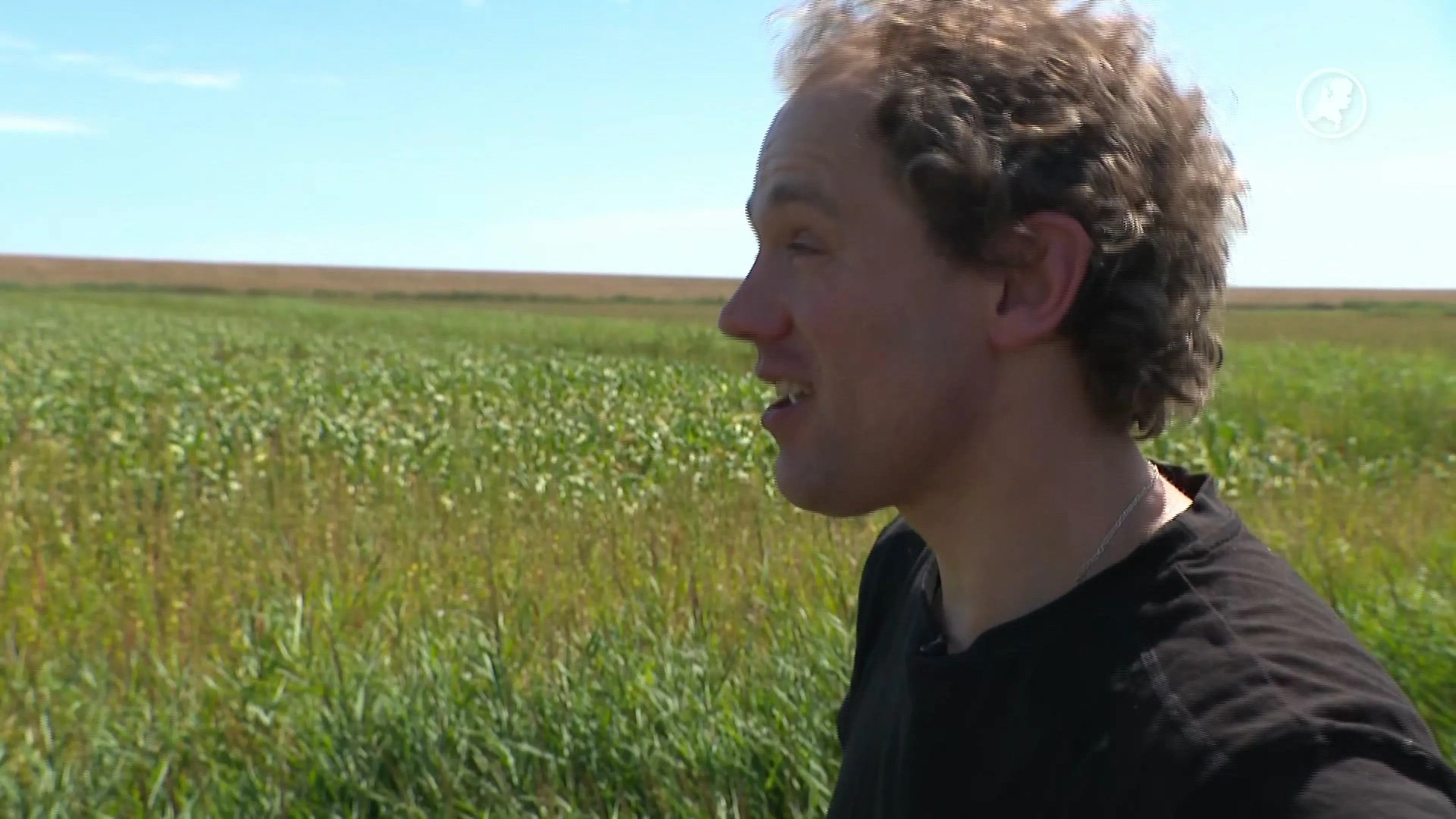 Texelse boeren in de knel door droogte: experiment met regenwater kan uitkomst bieden